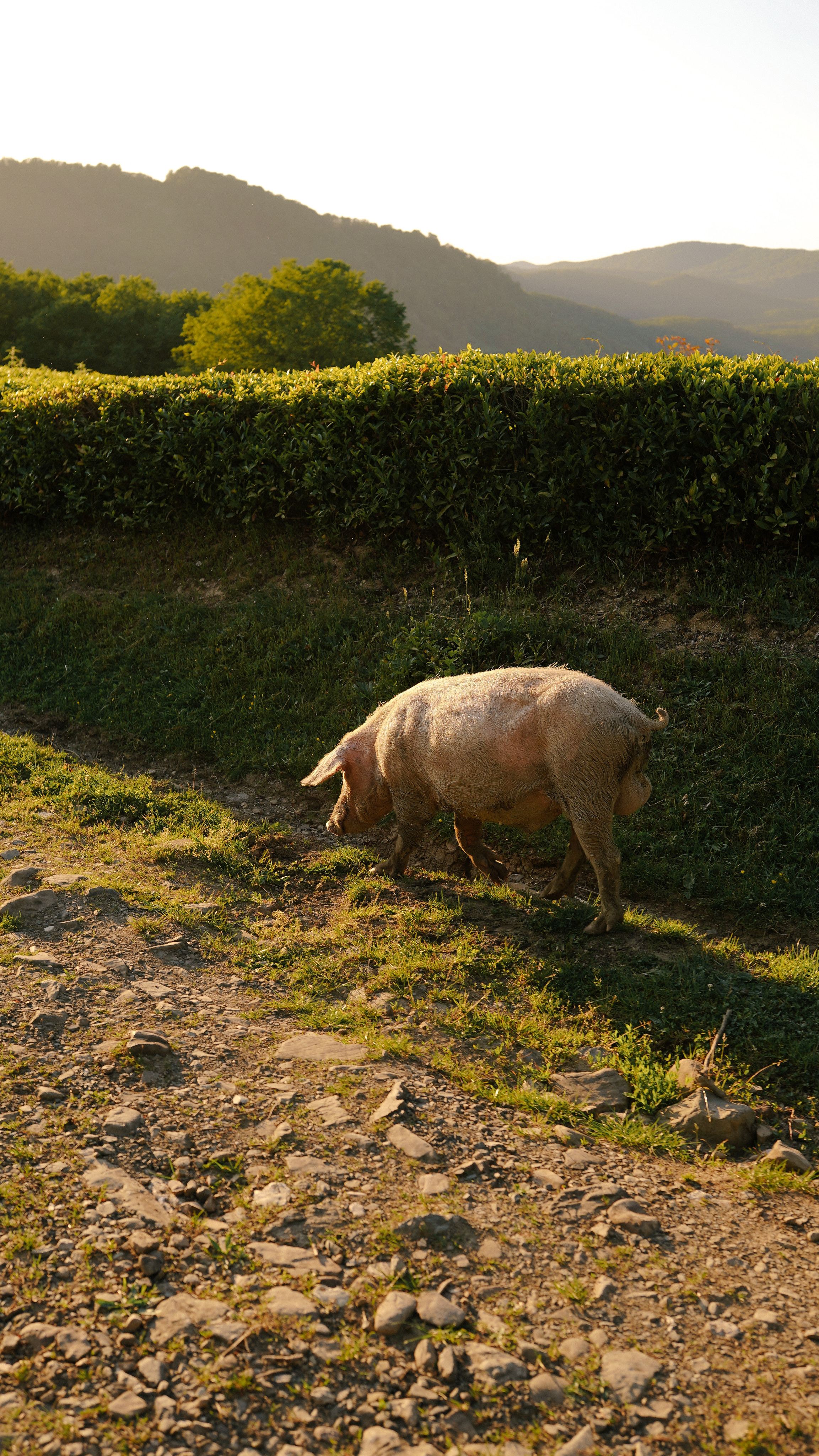 Чайные плантации. Милана Довгаль - семейный фотограф и видеограф  в Адлере и Сочи