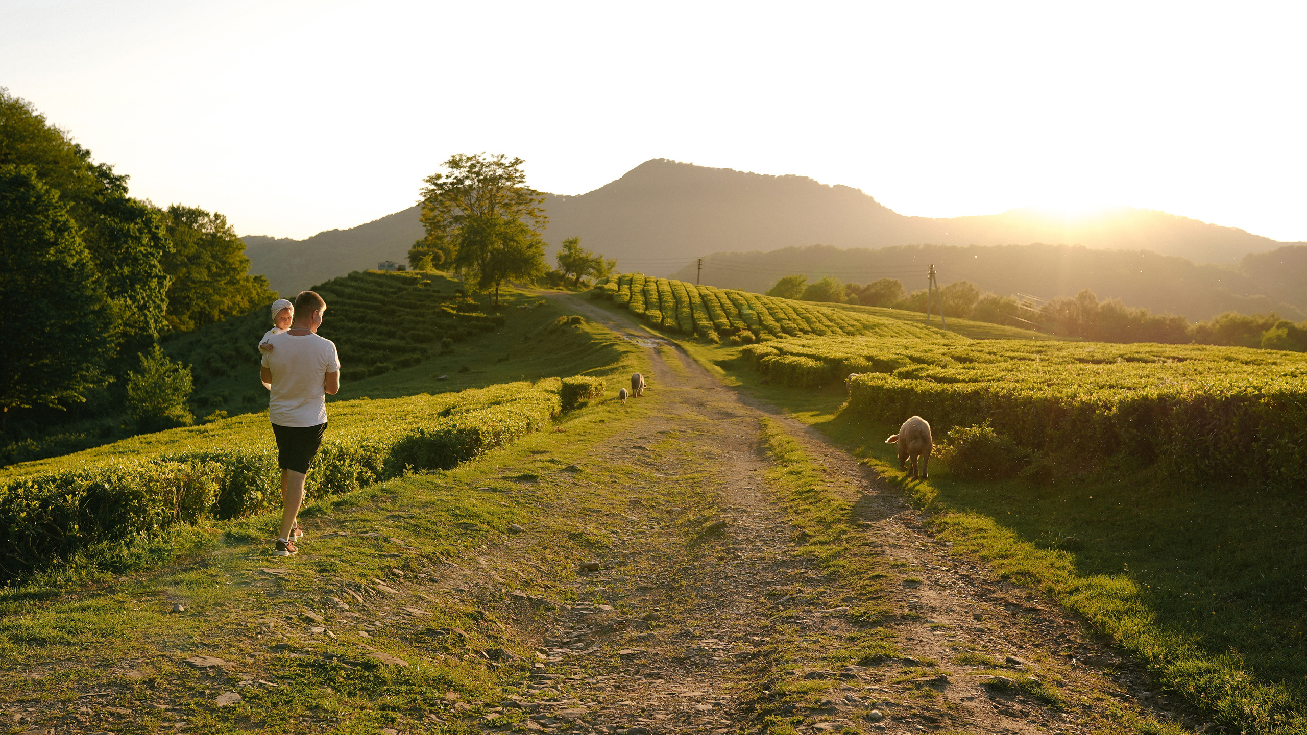 Чайные плантации. Милана Довгаль - семейный фотограф и видеограф  в Адлере и Сочи
