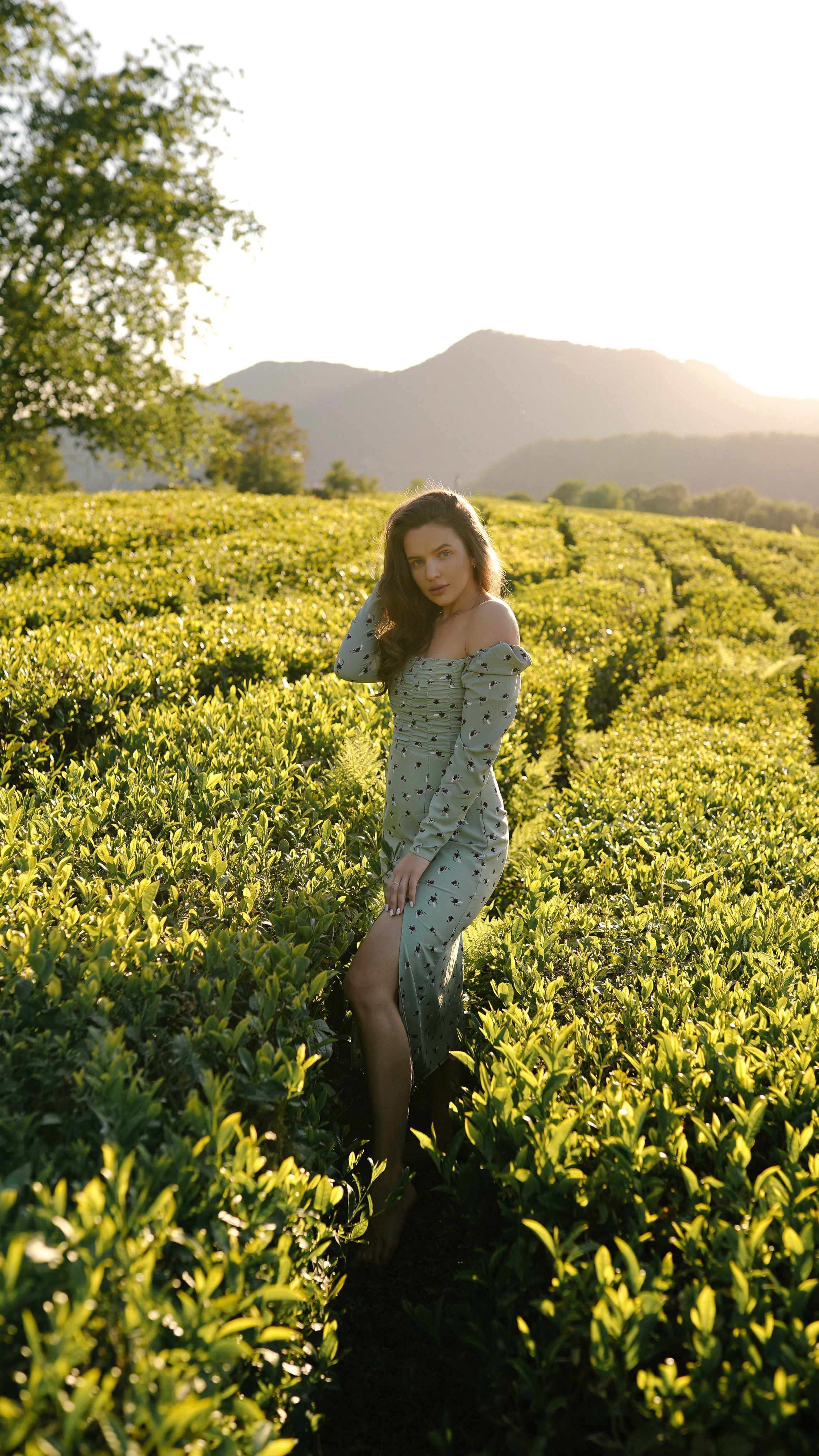 Чайные плантации. Милана Довгаль - семейный фотограф и видеограф  в Адлере и Сочи