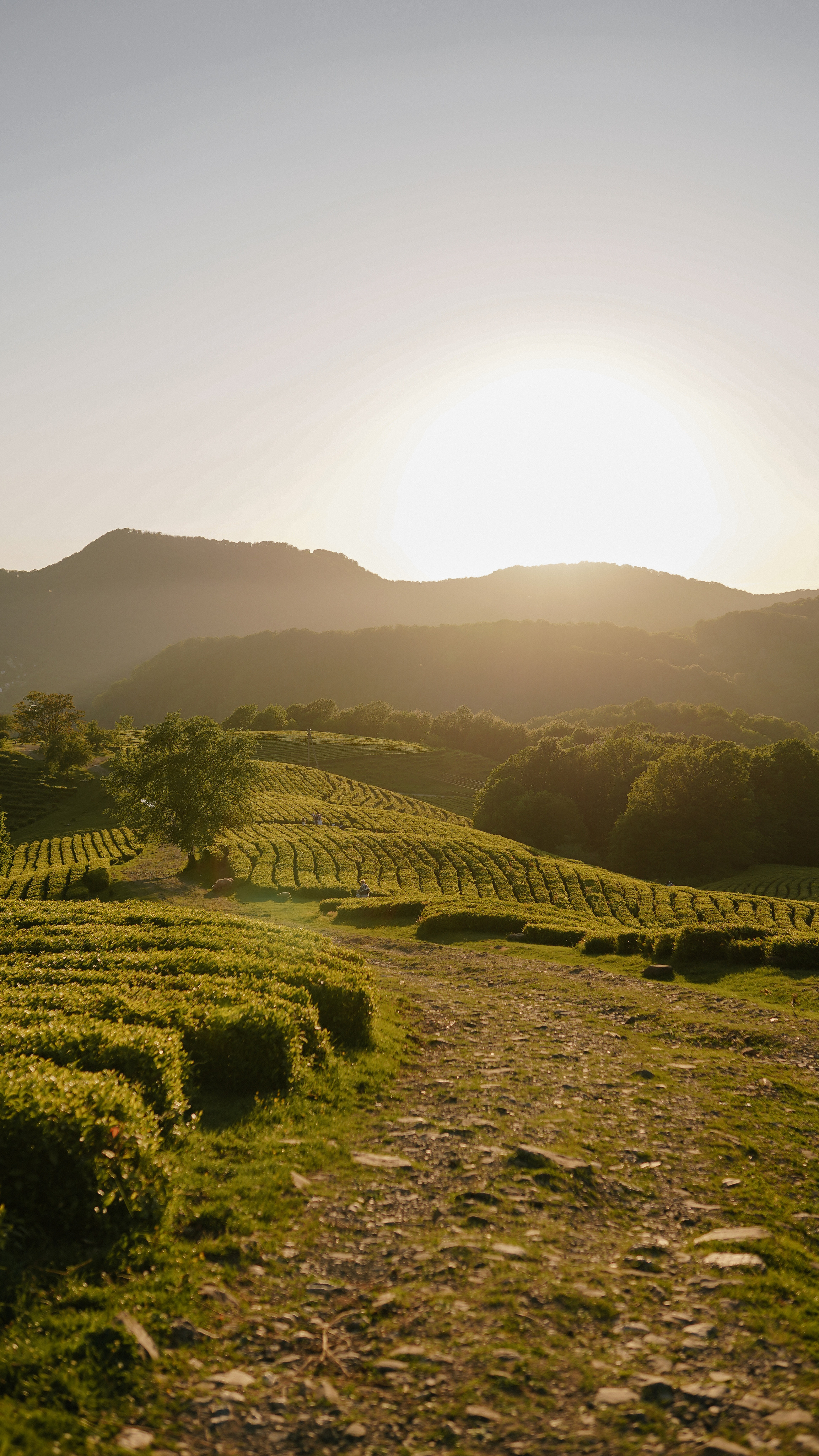 Карина, Артём и Катя. Милана Довгаль - семейный фотограф и видеограф  в Адлере и Сочи