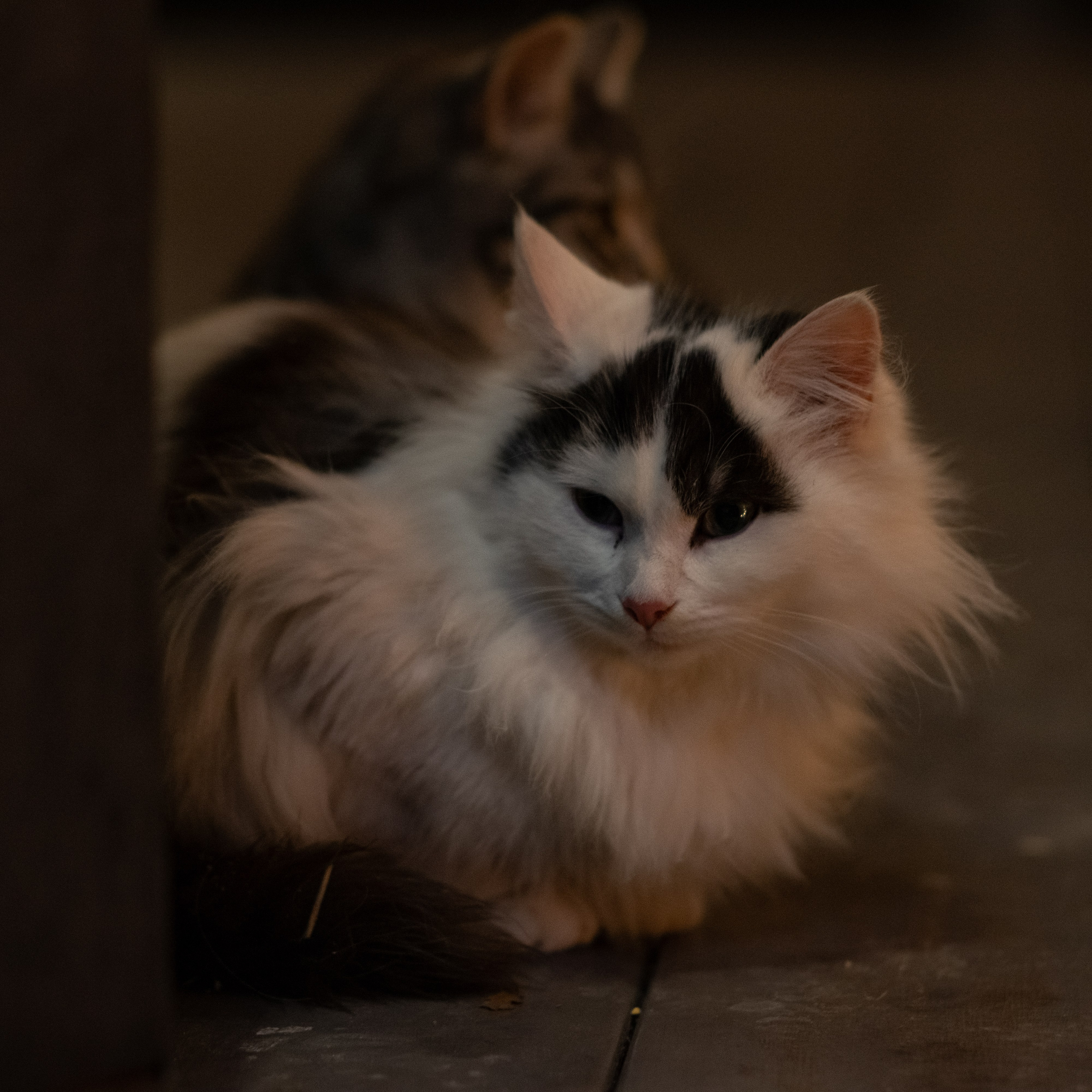 Примеры фотографий SMC Pentax 67 105mm f2.4 через переходник на Sony A7