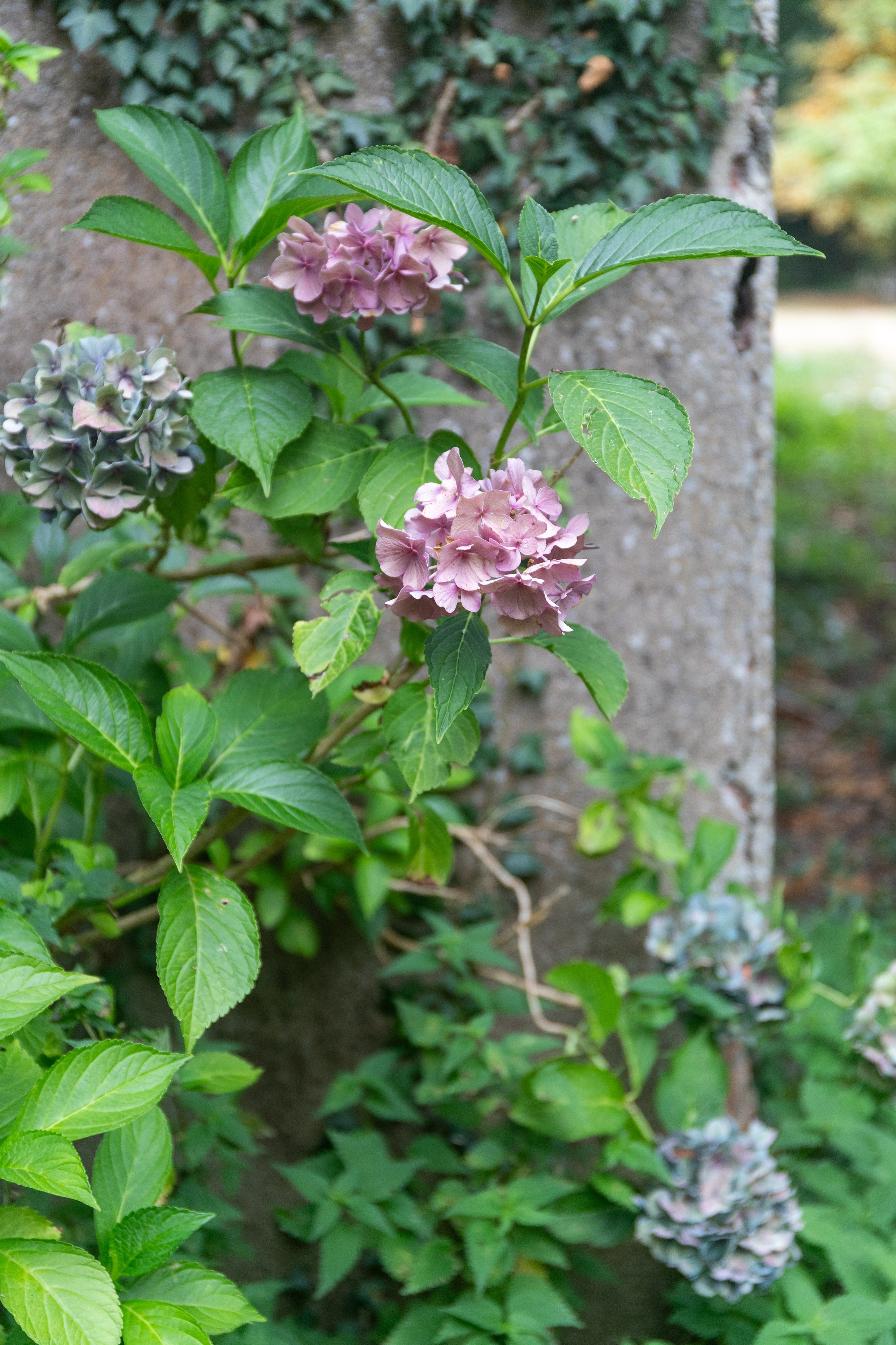 Château La Salvetat sur Agout. Полина Носкова интерьерный фотограф