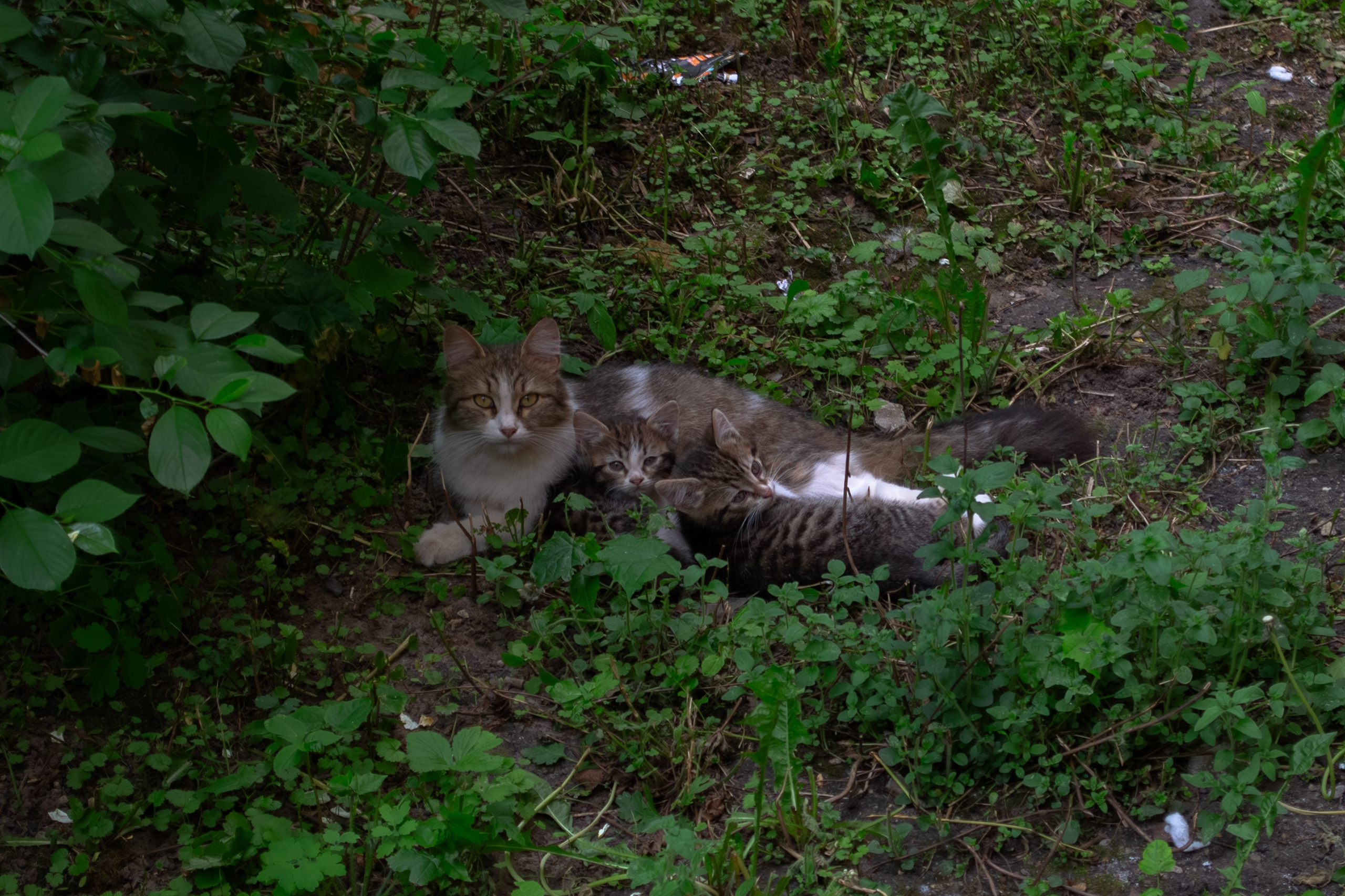 Cats.1. Dumshap | думшап