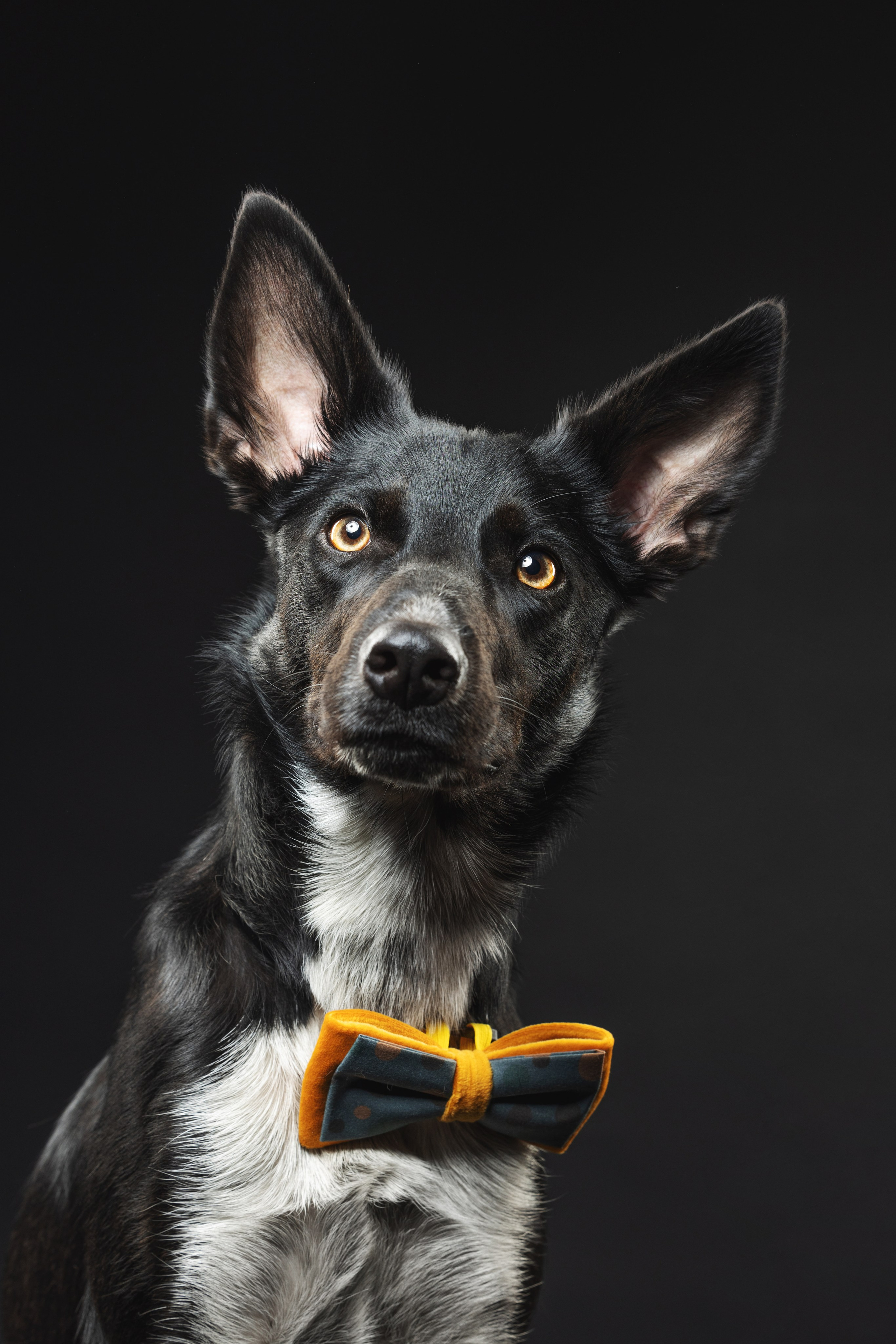 Бордер колли. Фотограф анималист Осипчикова Мария