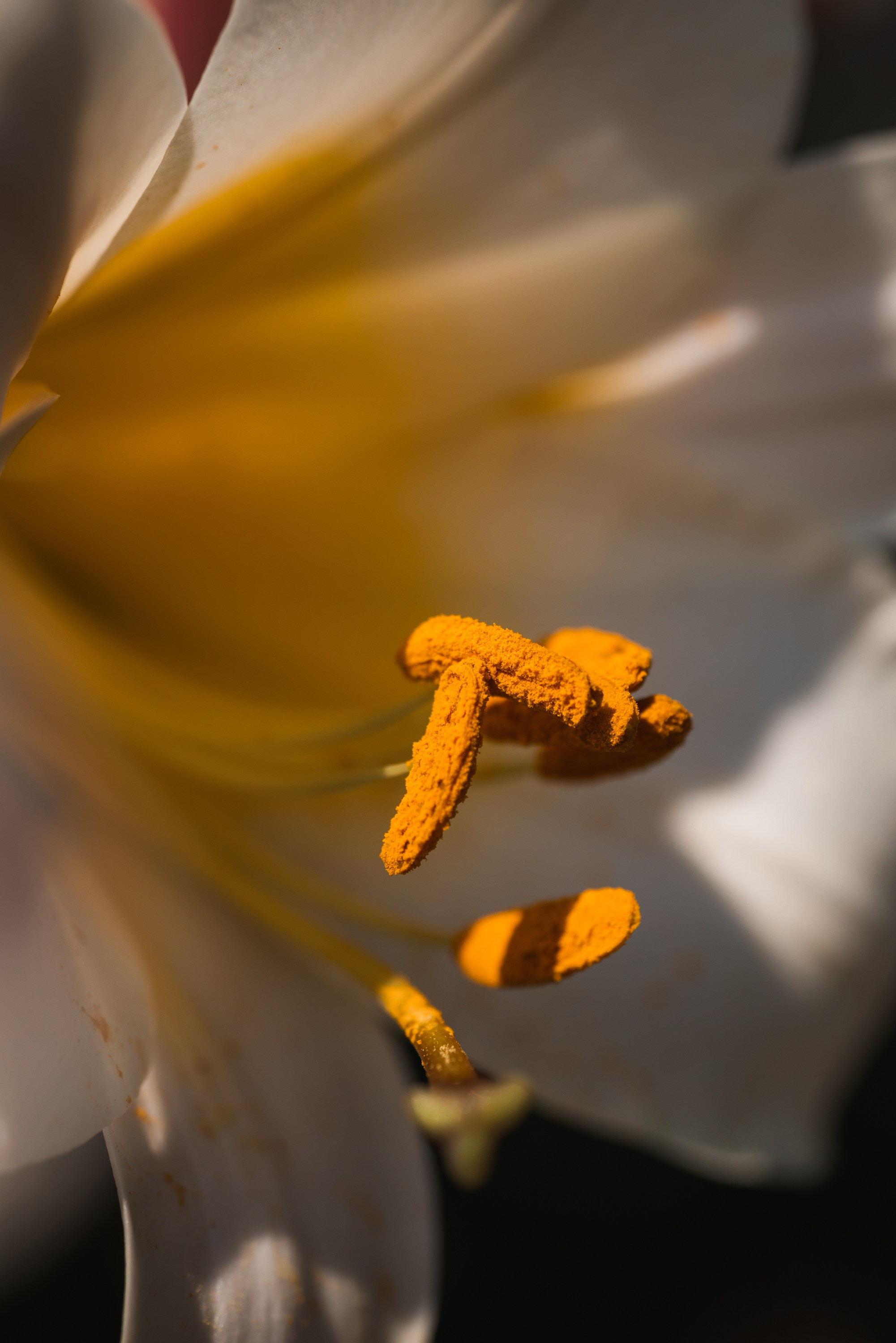 Macro. Фотограф на Юге России