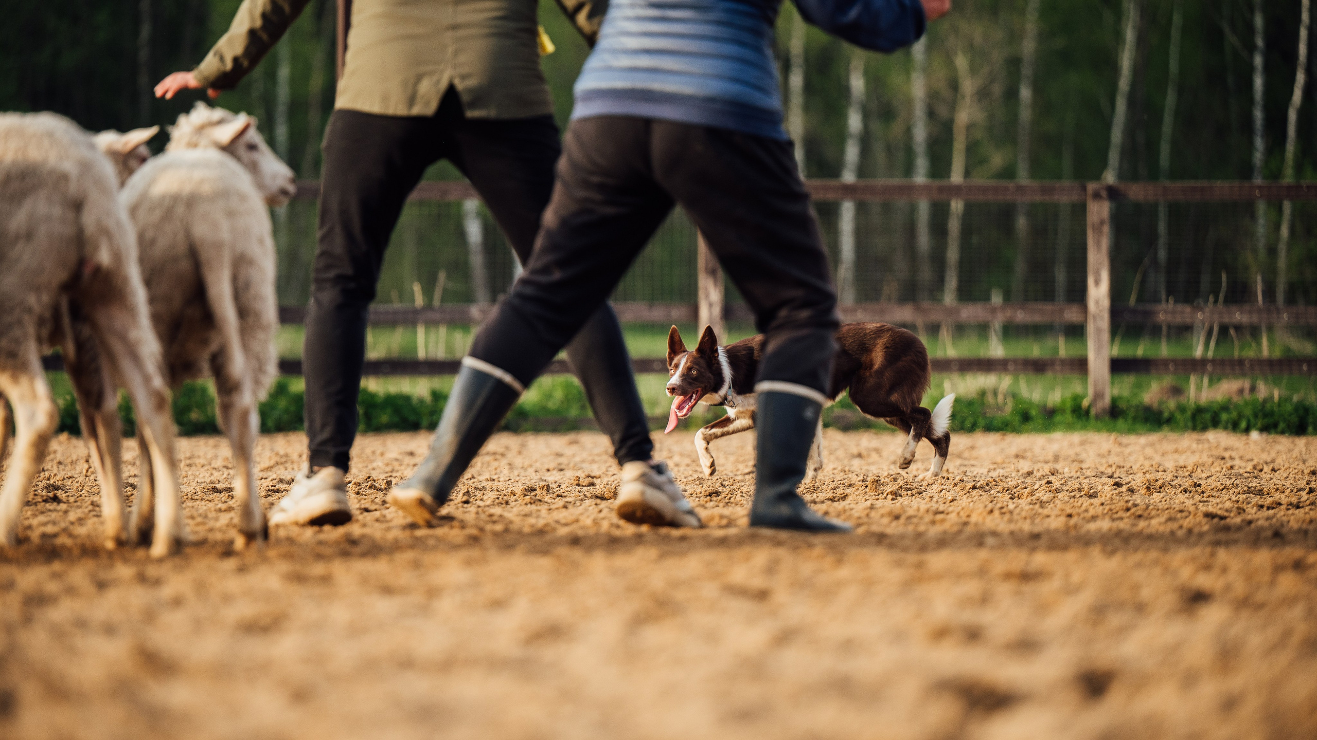 Пастьба. Семейный фотограф анималист Ананьева Мария — Москва