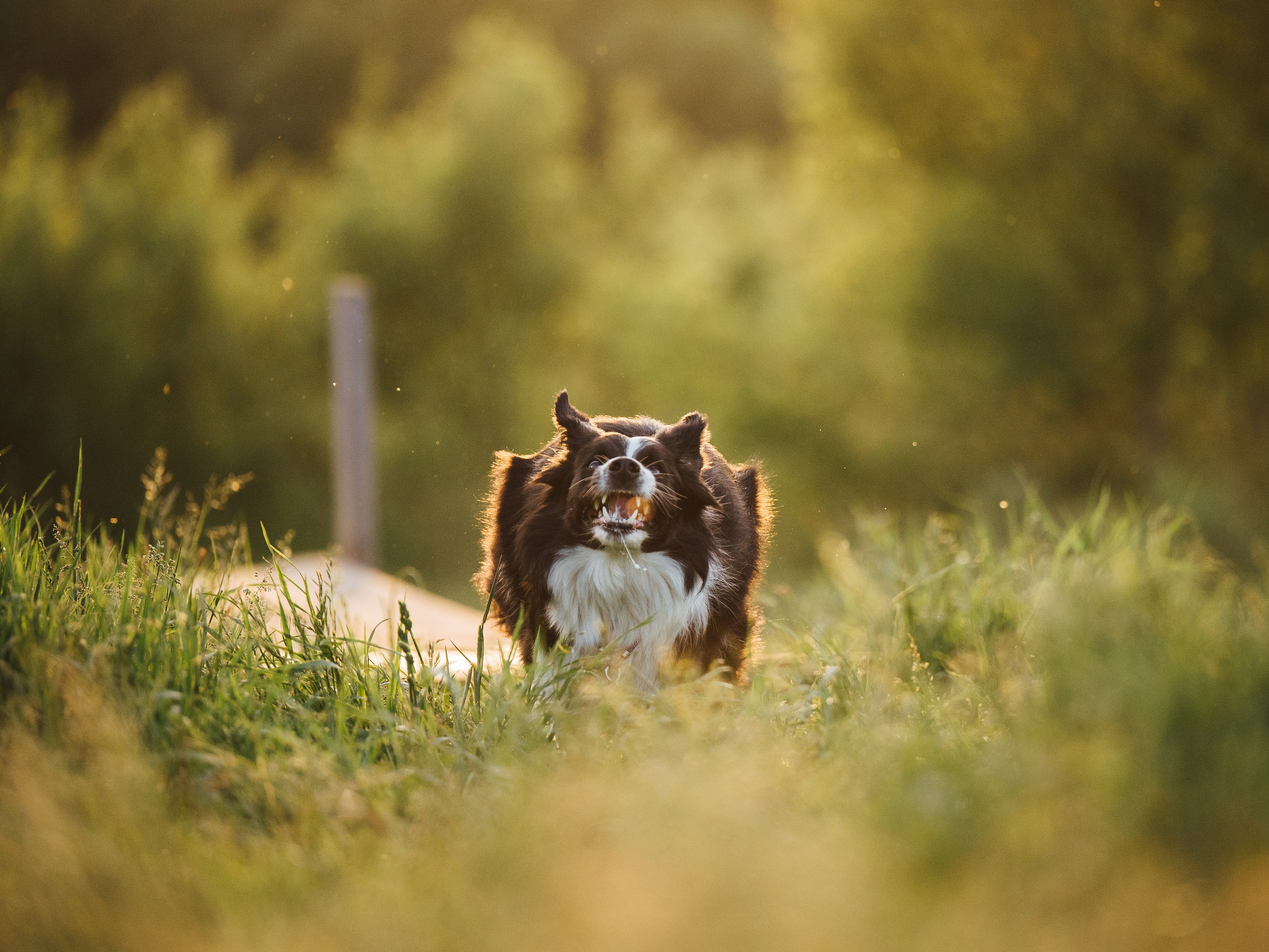 Регина и Эстер. Семейный фотограф анималист Ананьева Мария — Москва