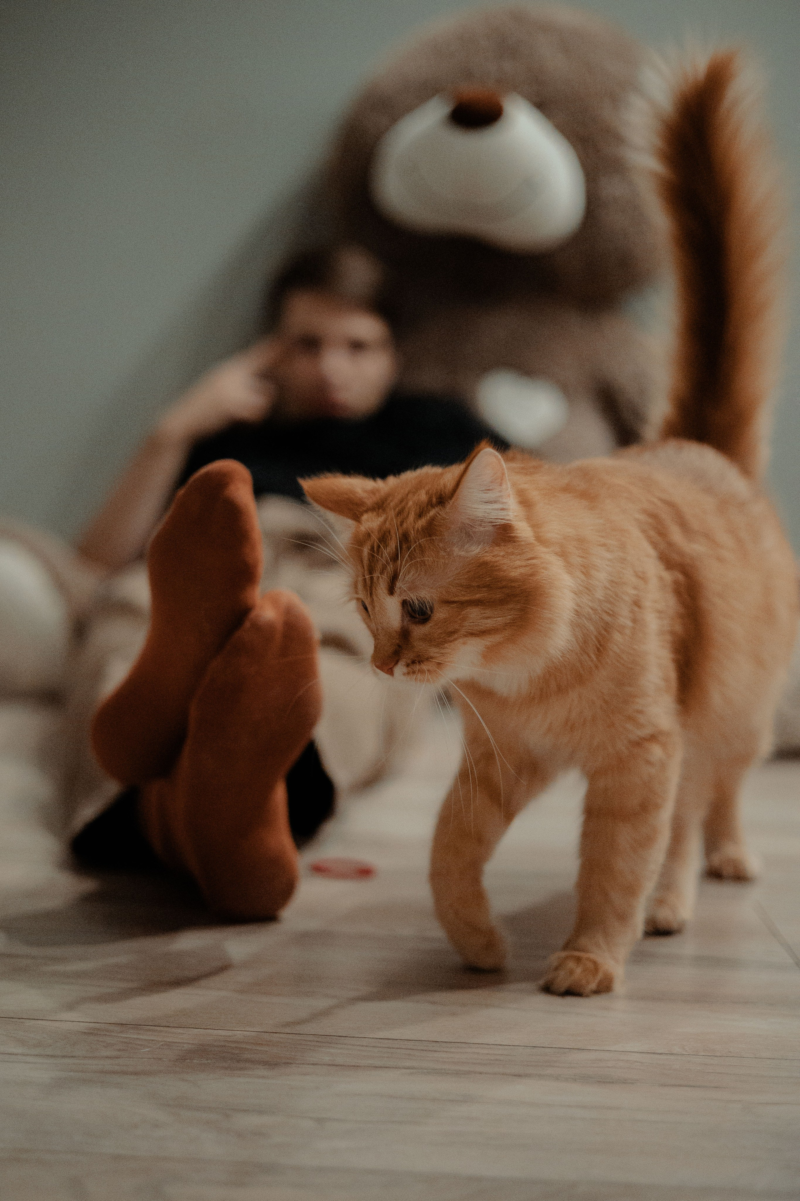 Рыжий Маффин, Алёна и Антон. Фотограф Анималист Екатерина Справцева в Нижнем Новгороде