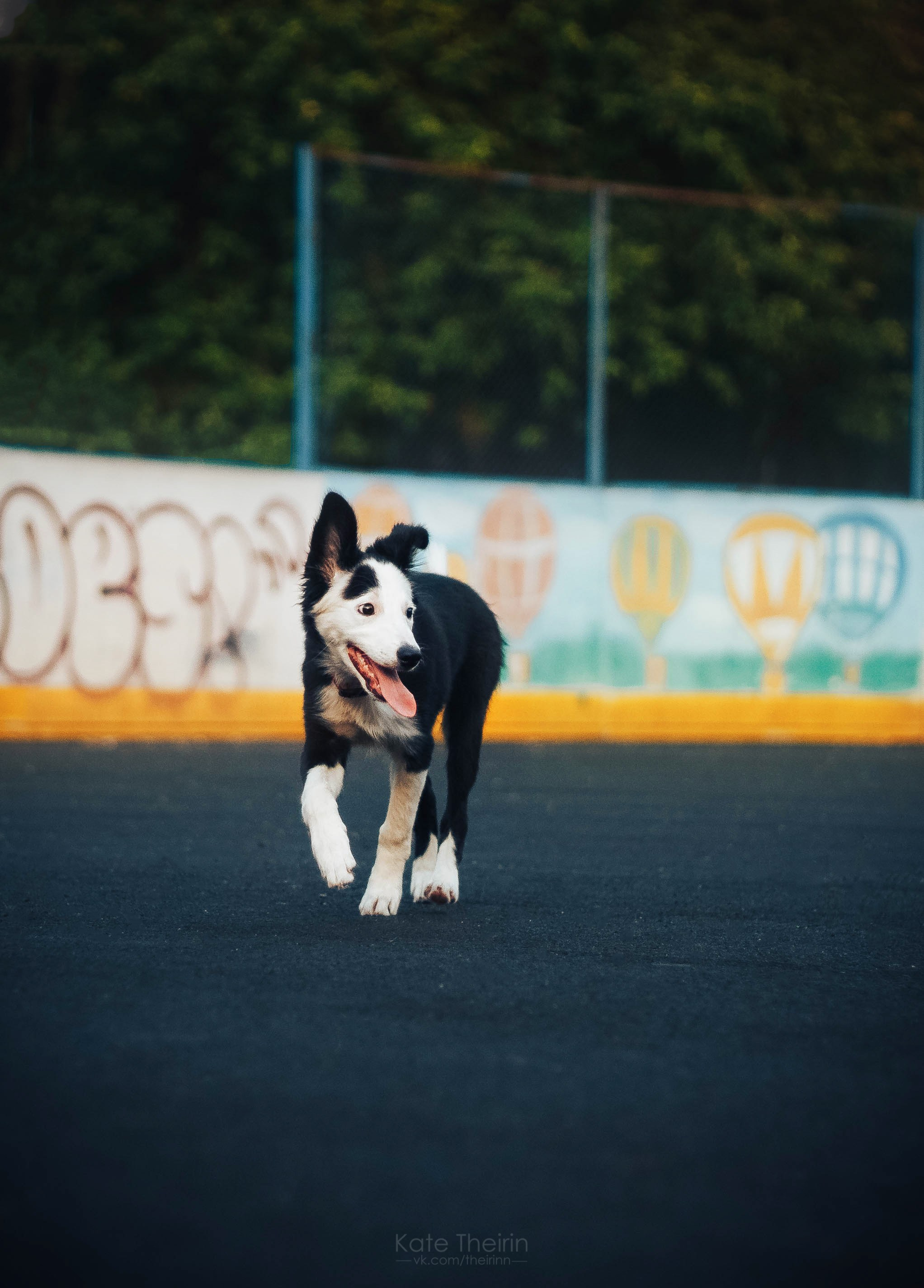 Екатерина Справцева фотограф анималист - портфолио фото. Фотограф Анималист Екатерина Справцева в Нижнем Новгороде
