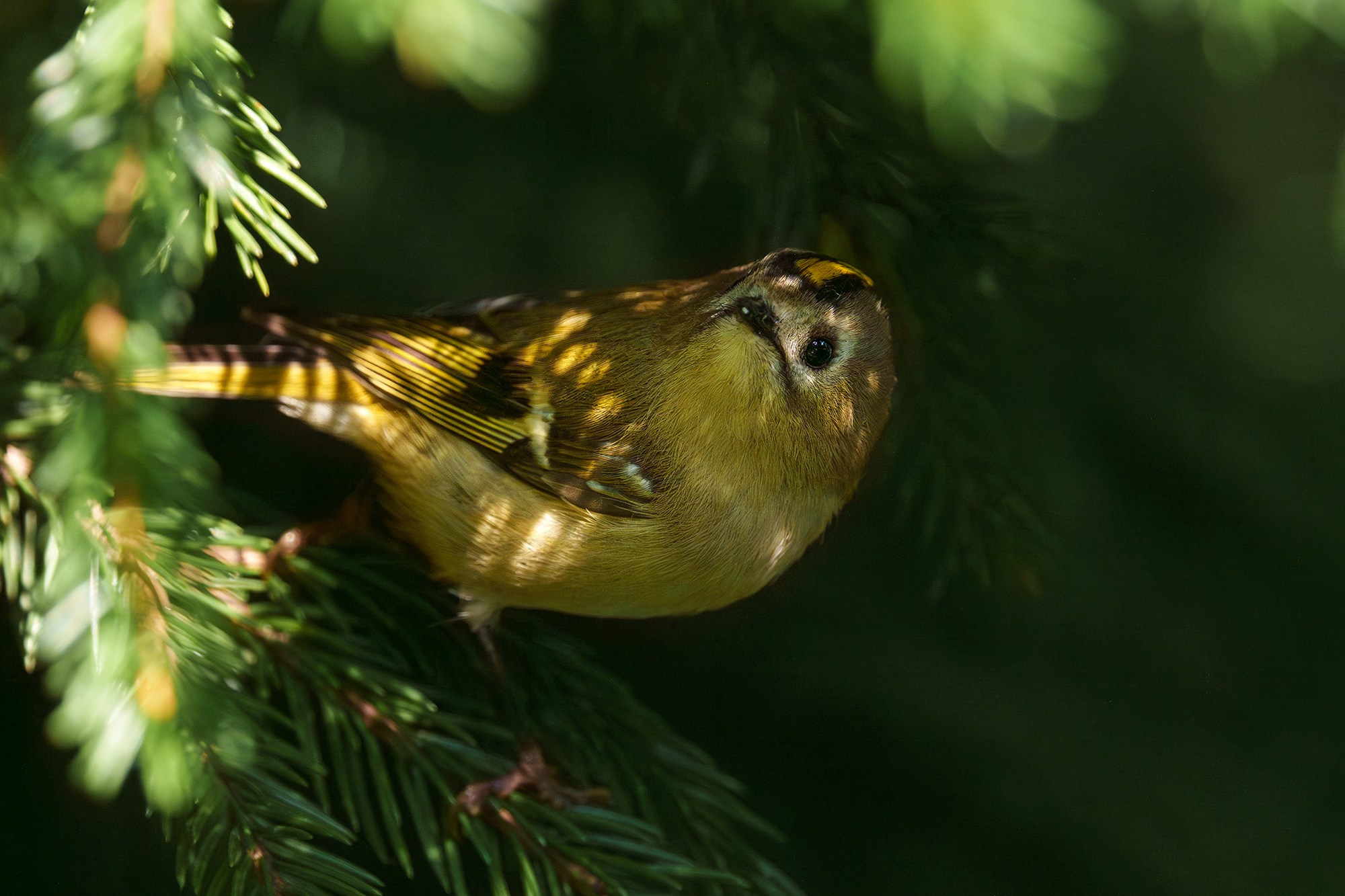 Удивительные мир птиц. Вокруг нас столько прекрасного — присмотритесь!. Ваш личный фотограф Марина Волкова