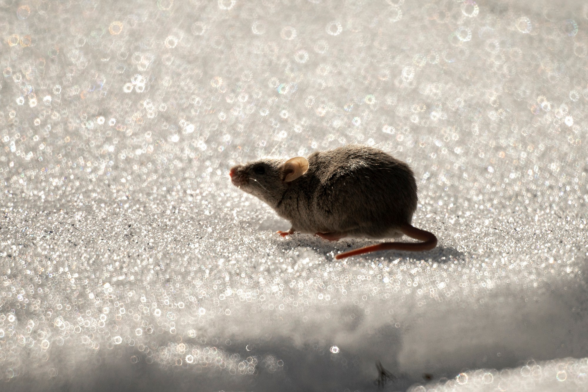 Животные. Ваш личный фотограф Марина Волкова