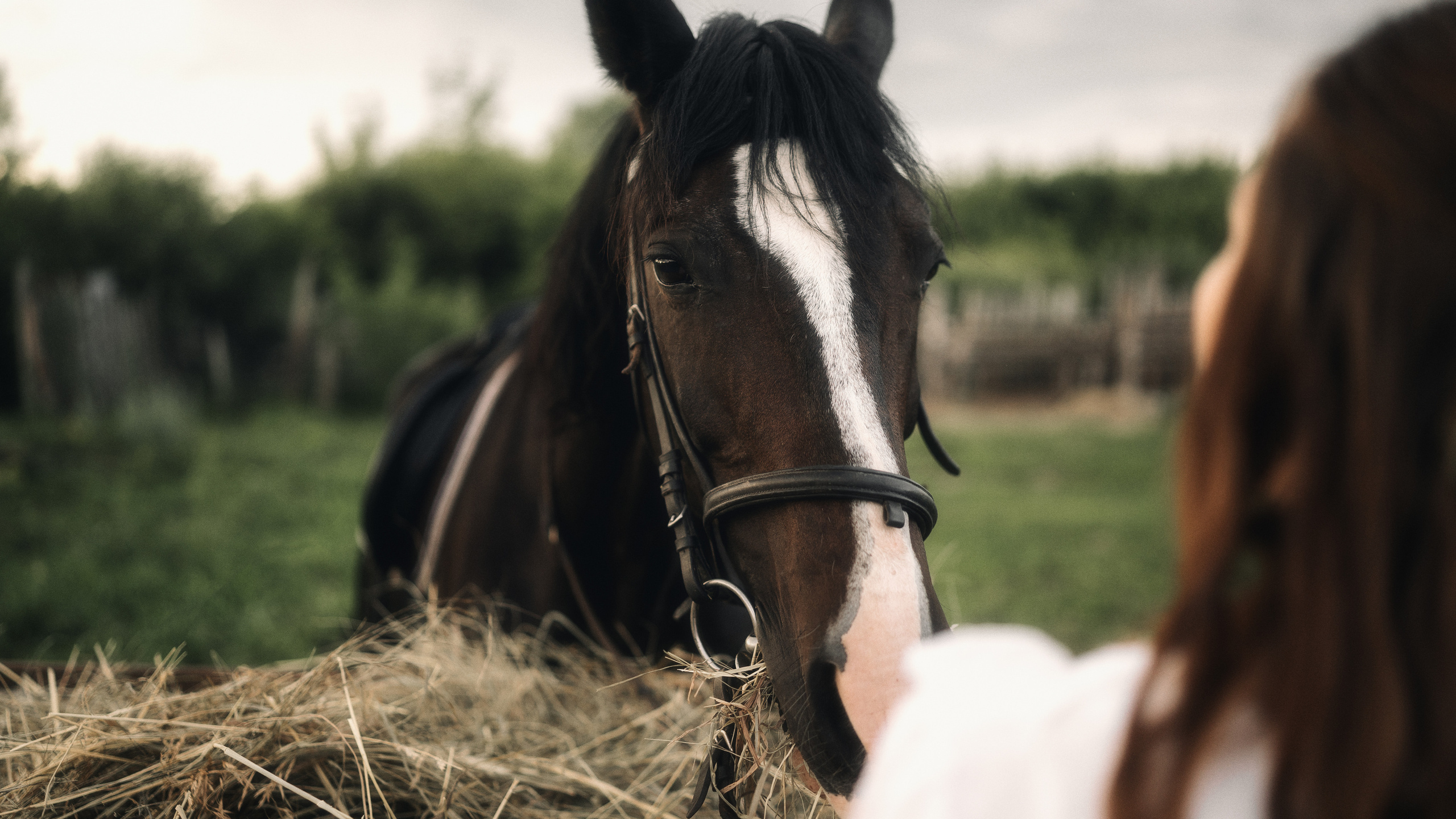 Конная свадебная фотосессия в Воронеже. Свадебный и репортажный фотограф в Воронеже Роман Янко