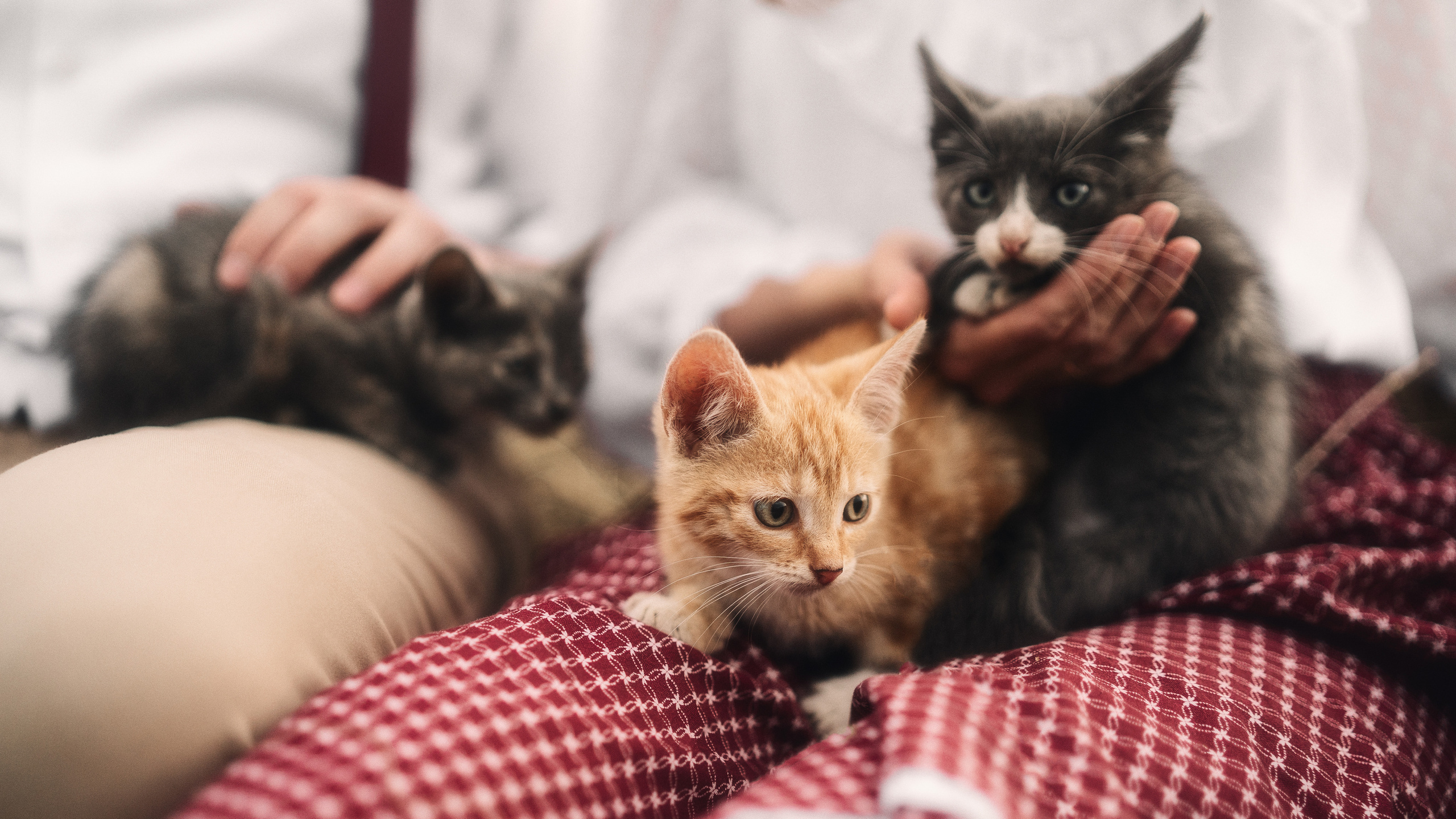 Конная свадебная фотосессия в Воронеже. Свадебный и репортажный фотограф в Воронеже Роман Янко