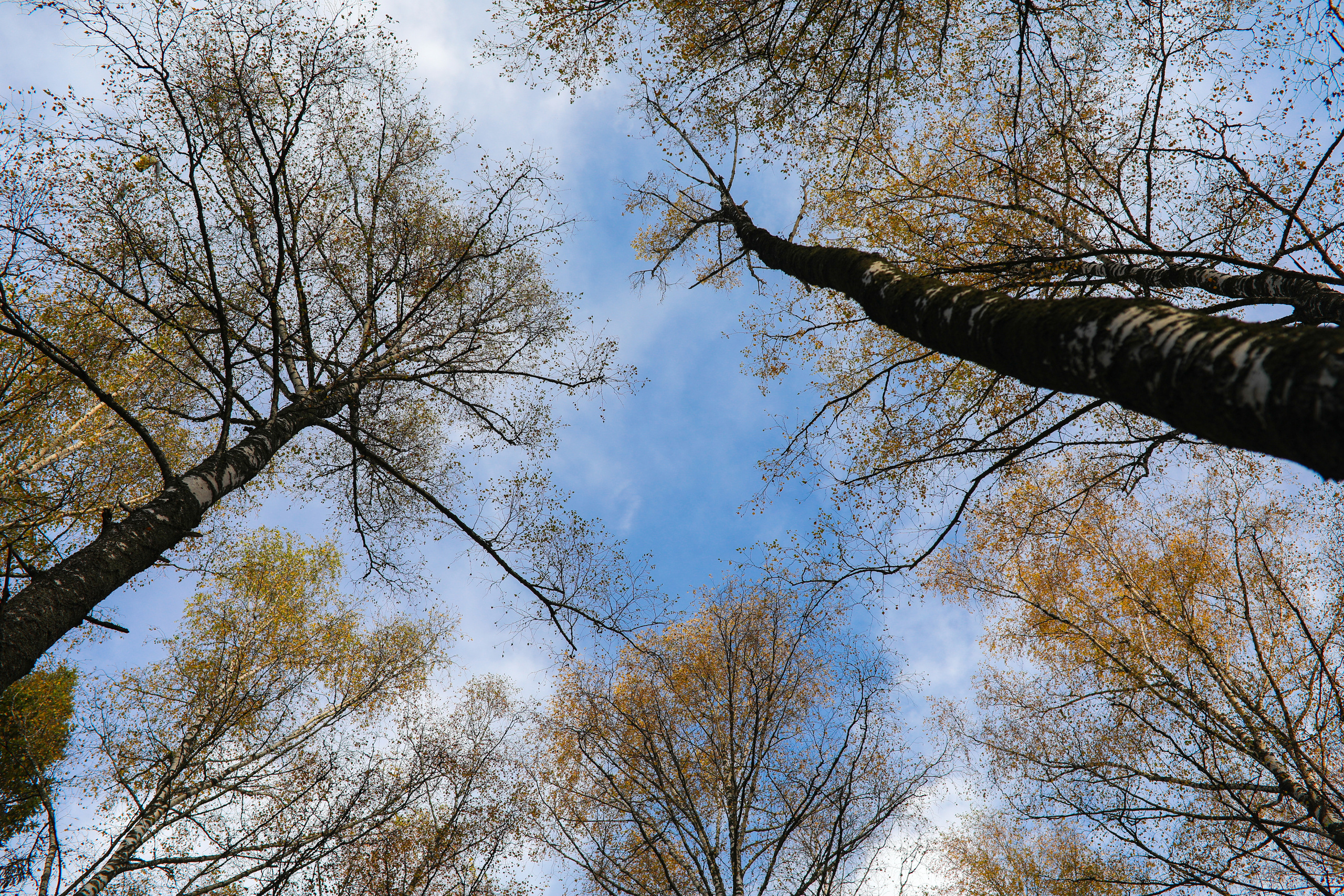 Костюмированные съемки в Москве. Фотограф в Костроме, Ярославле, Москве Светлана Заведеева