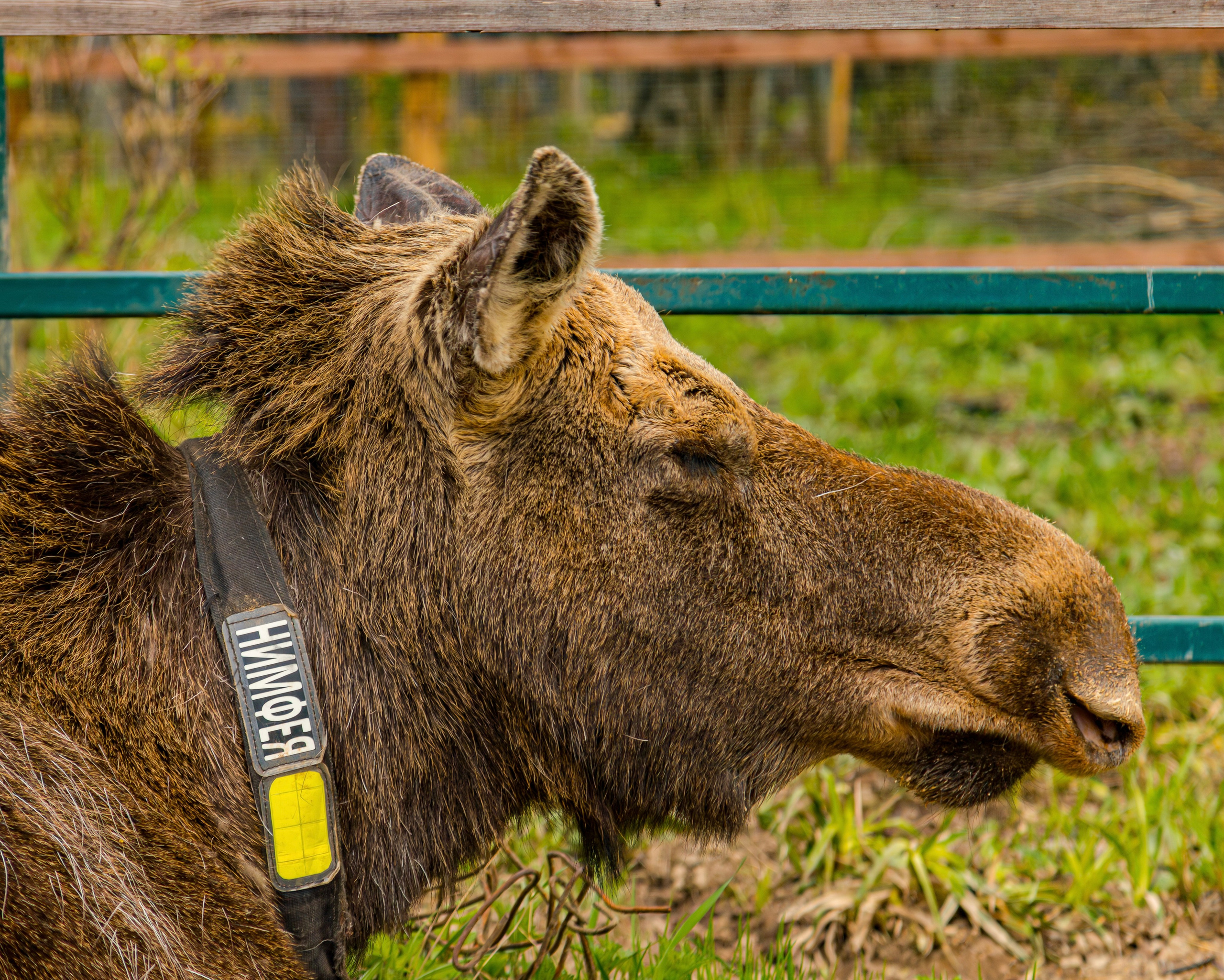 Лосеферма Сумароково. Фотограф Илья Варакин