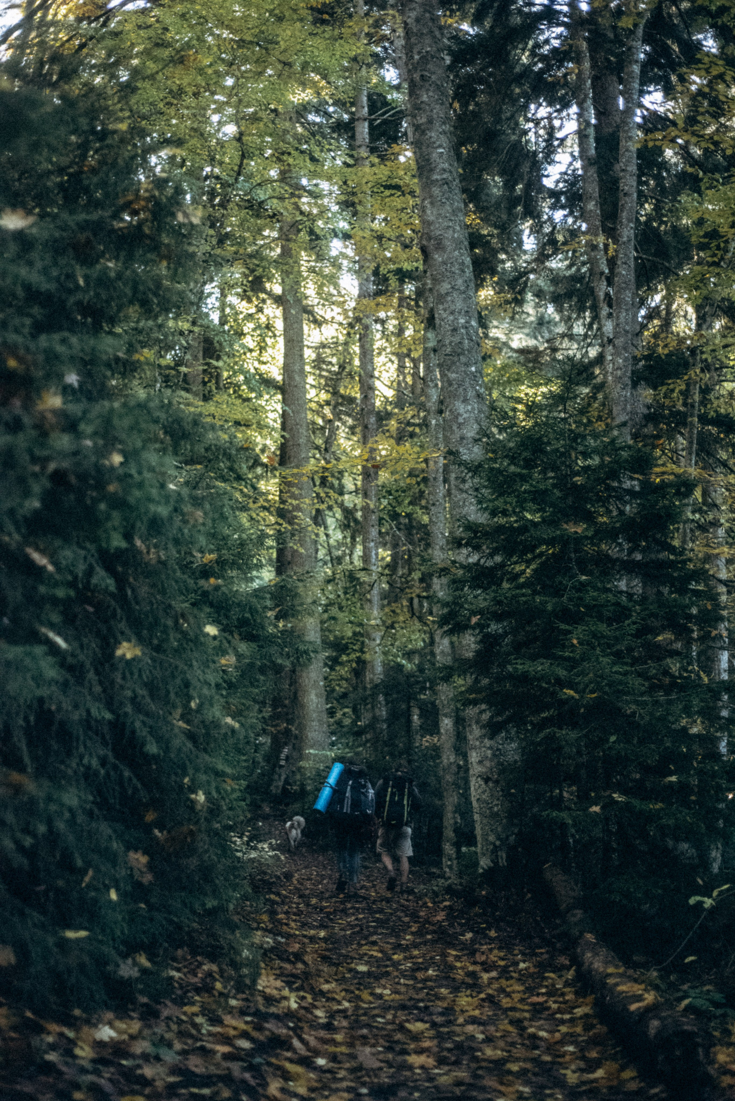Боржоми, Грузия 🇬🇪. Anita_photo