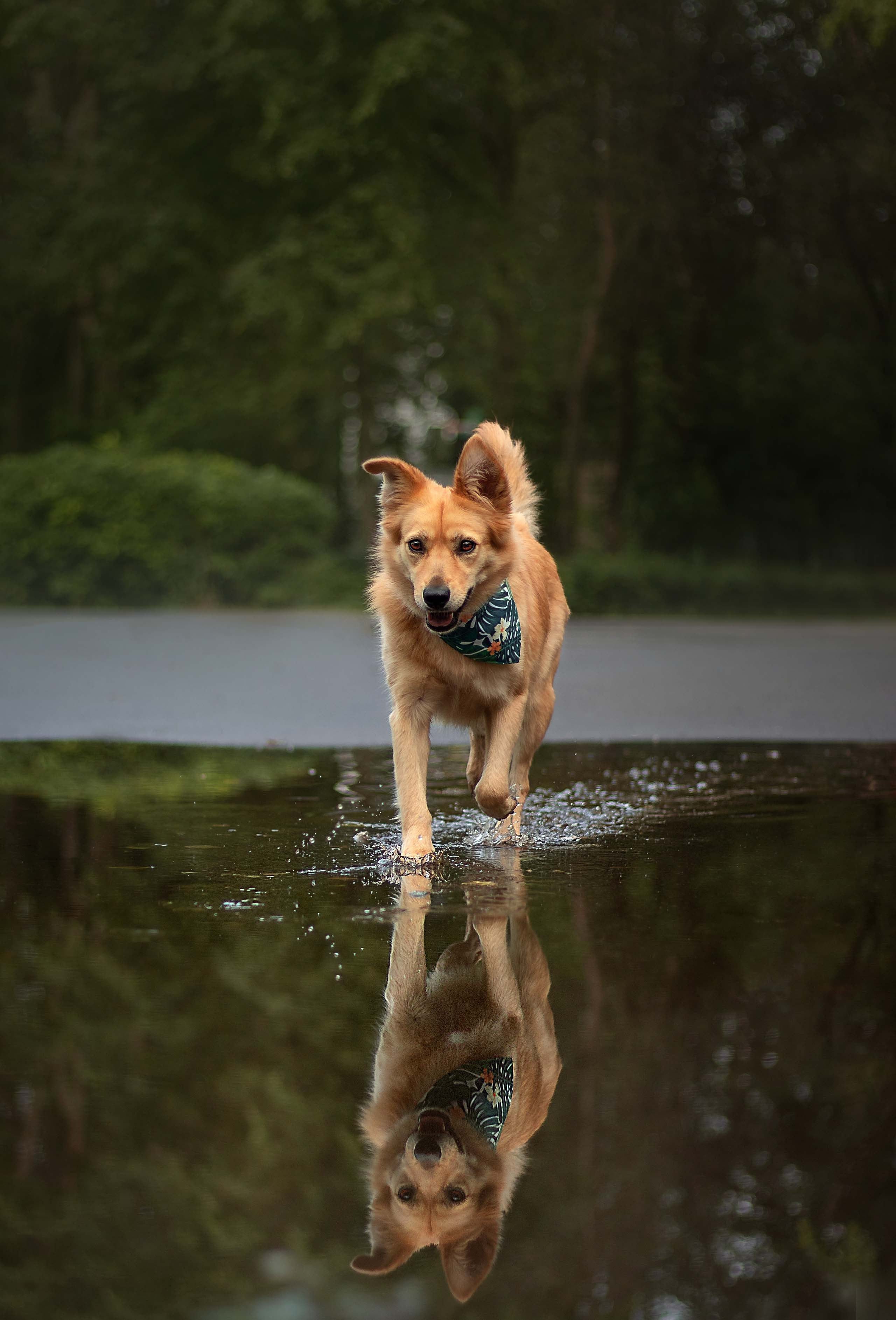 Портфолио фотографа-анималиста из Воронежа Алины Ивановой. Фотограф — анималист Алина Иванова