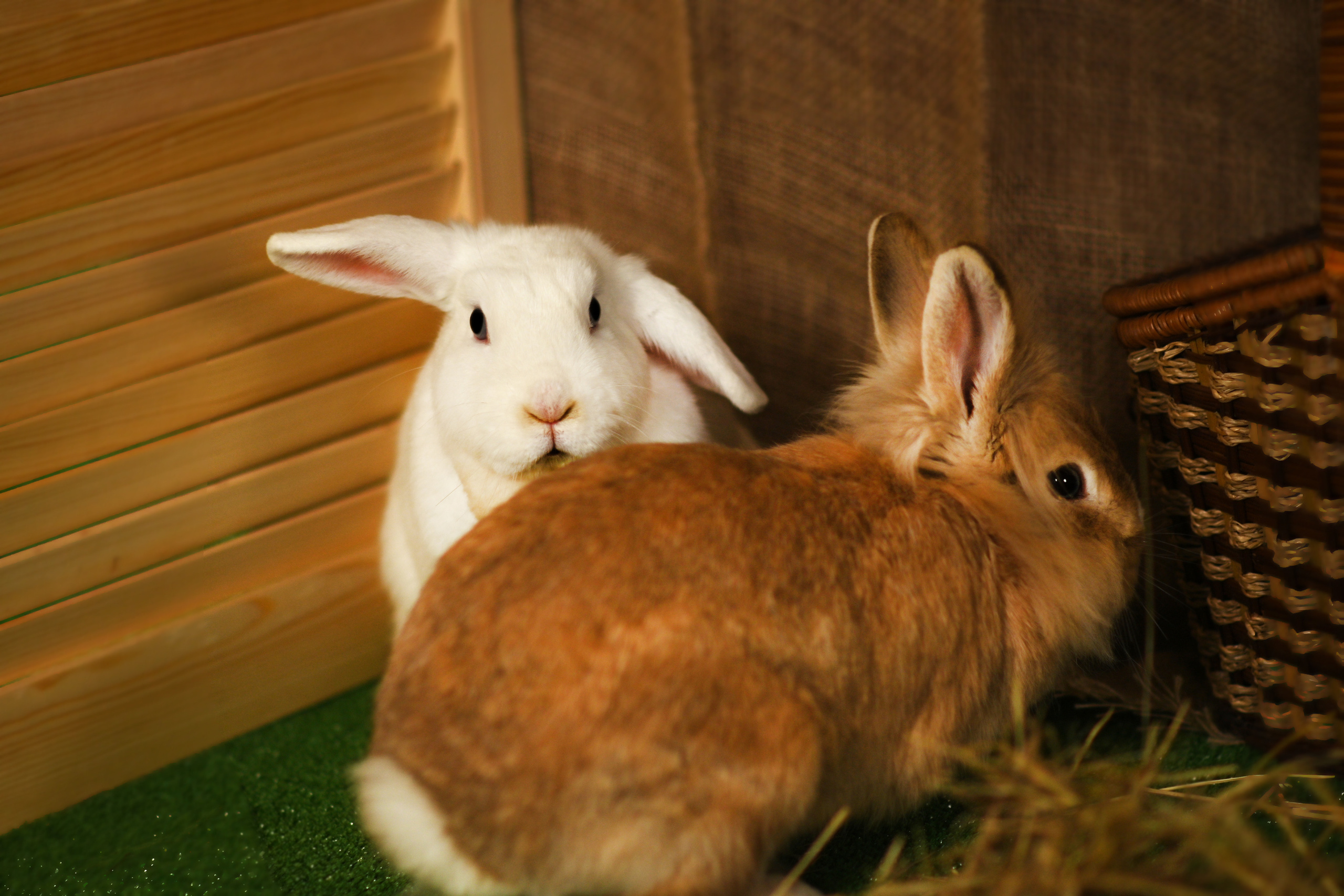 Пушистые друзья. Фотограф Нижний Новгород, Богородск — Петрова Татьяна