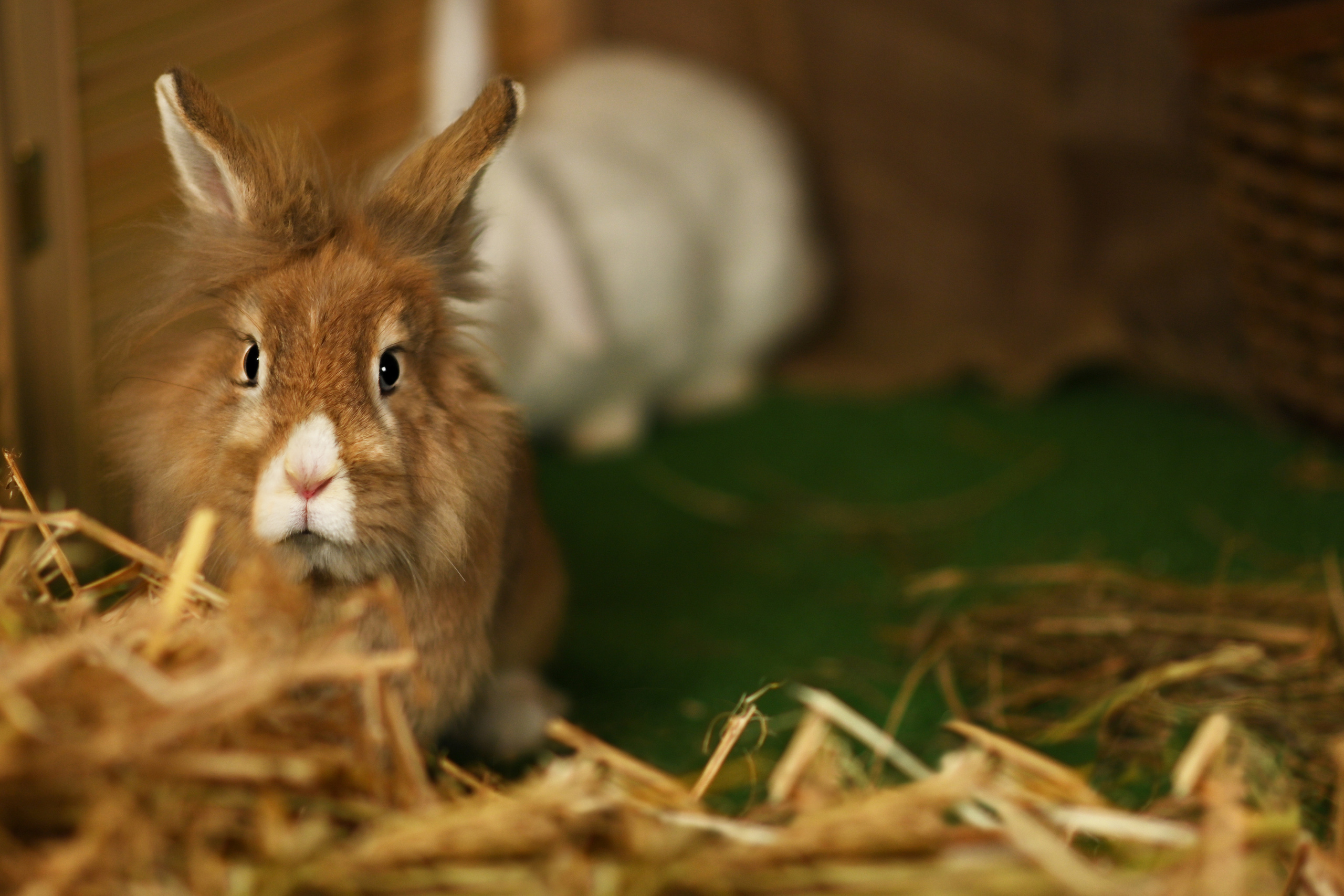 Пушистые друзья. Фотограф Нижний Новгород, Богородск — Петрова Татьяна