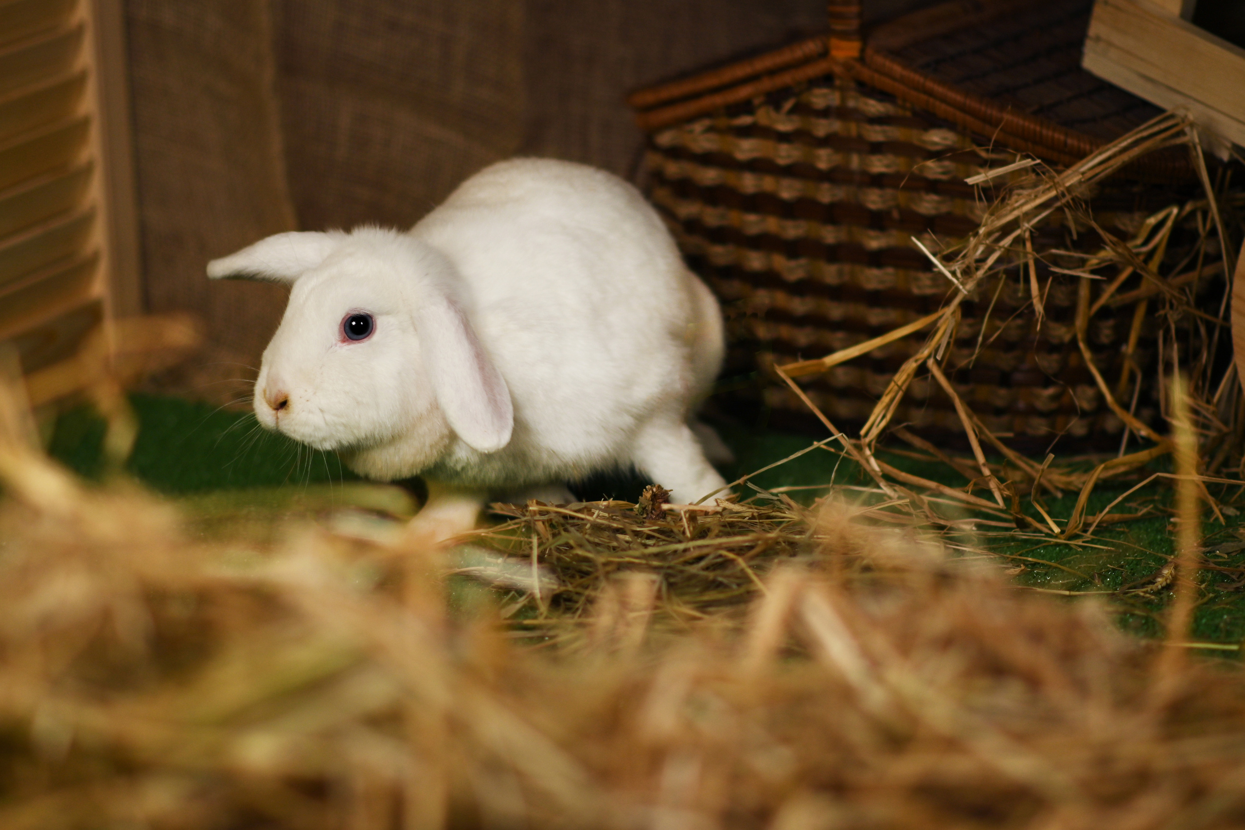 Пушистые друзья. Фотограф Нижний Новгород, Богородск — Петрова Татьяна