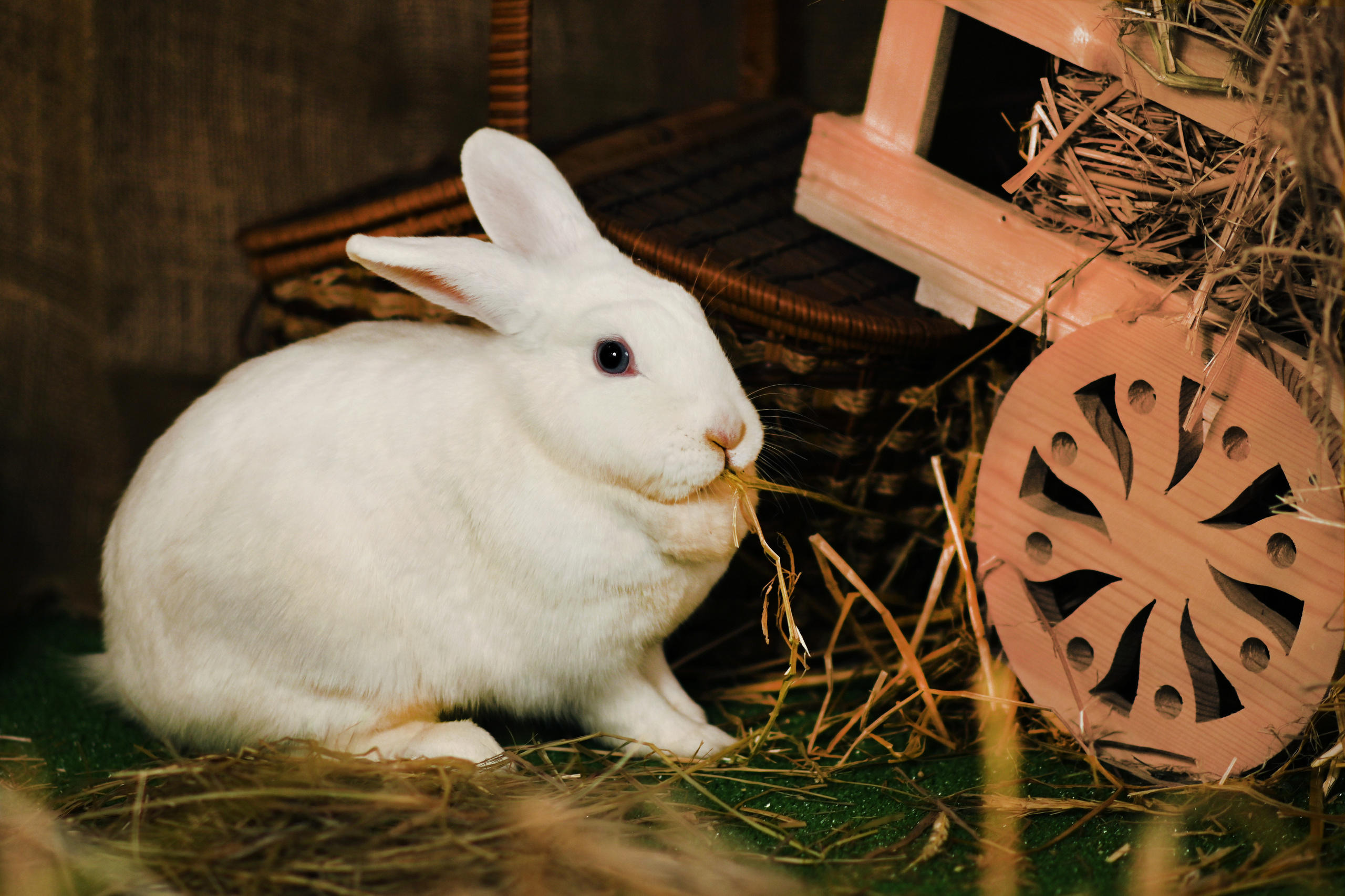 Пушистые друзья. Фотограф Нижний Новгород, Богородск — Петрова Татьяна