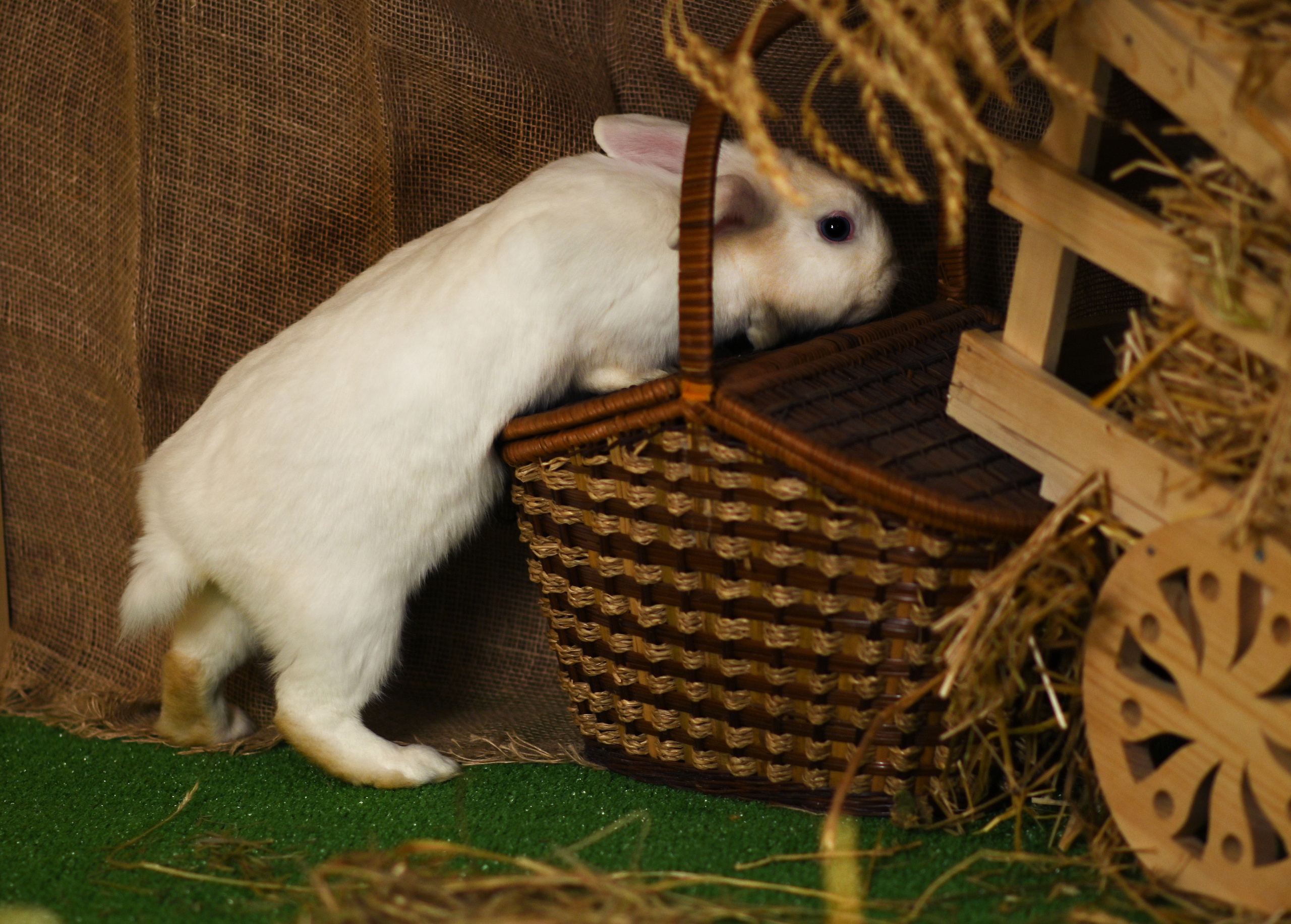 Пушистые друзья. Фотограф Нижний Новгород, Богородск — Петрова Татьяна