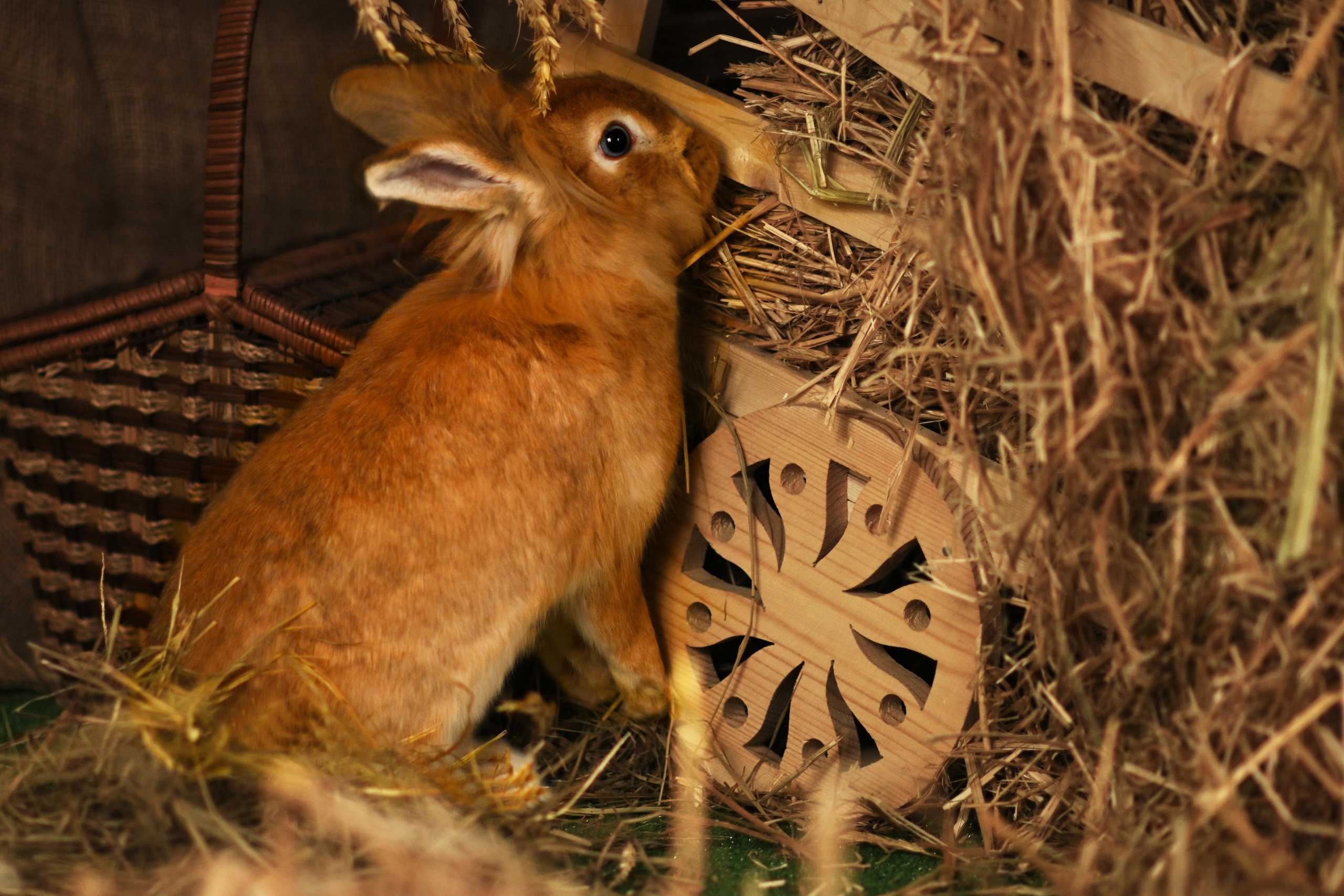Пушистые друзья. Фотограф Нижний Новгород, Богородск — Петрова Татьяна