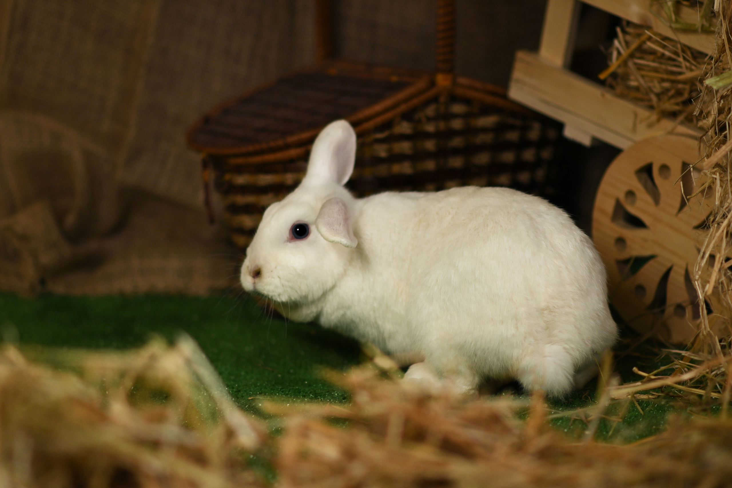 Пушистые друзья. Фотограф Нижний Новгород, Богородск — Петрова Татьяна