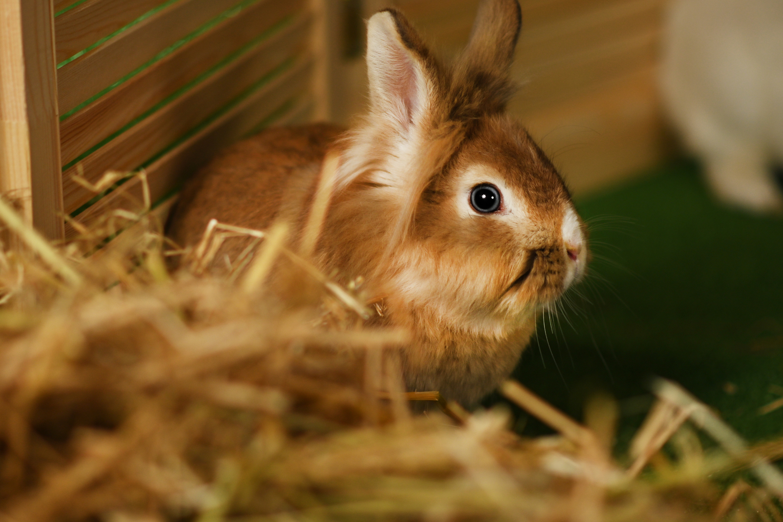 Пушистые друзья. Фотограф Нижний Новгород, Богородск — Петрова Татьяна