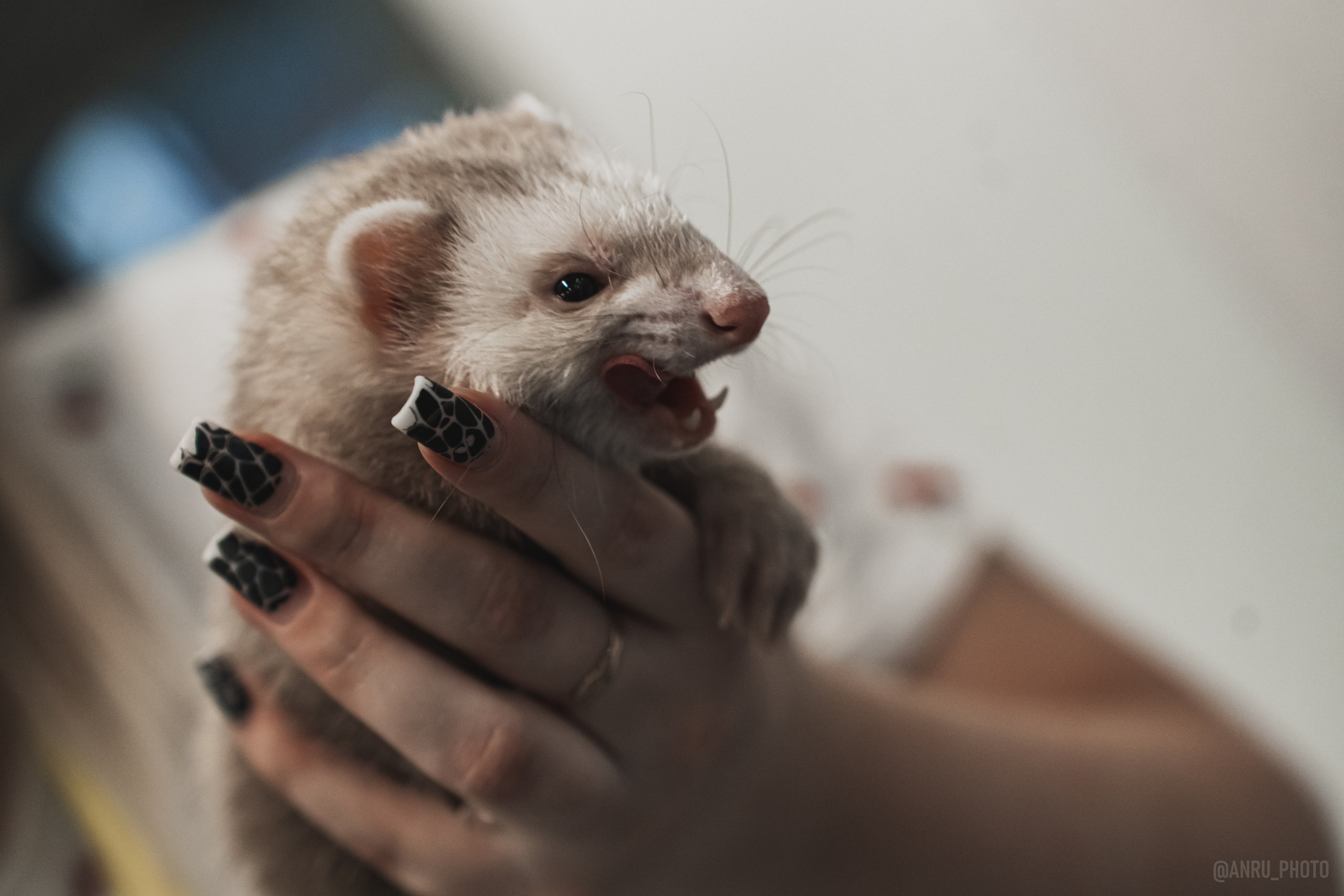 Fox Family fest. Репортажный фотограф Анастасия Рубцова