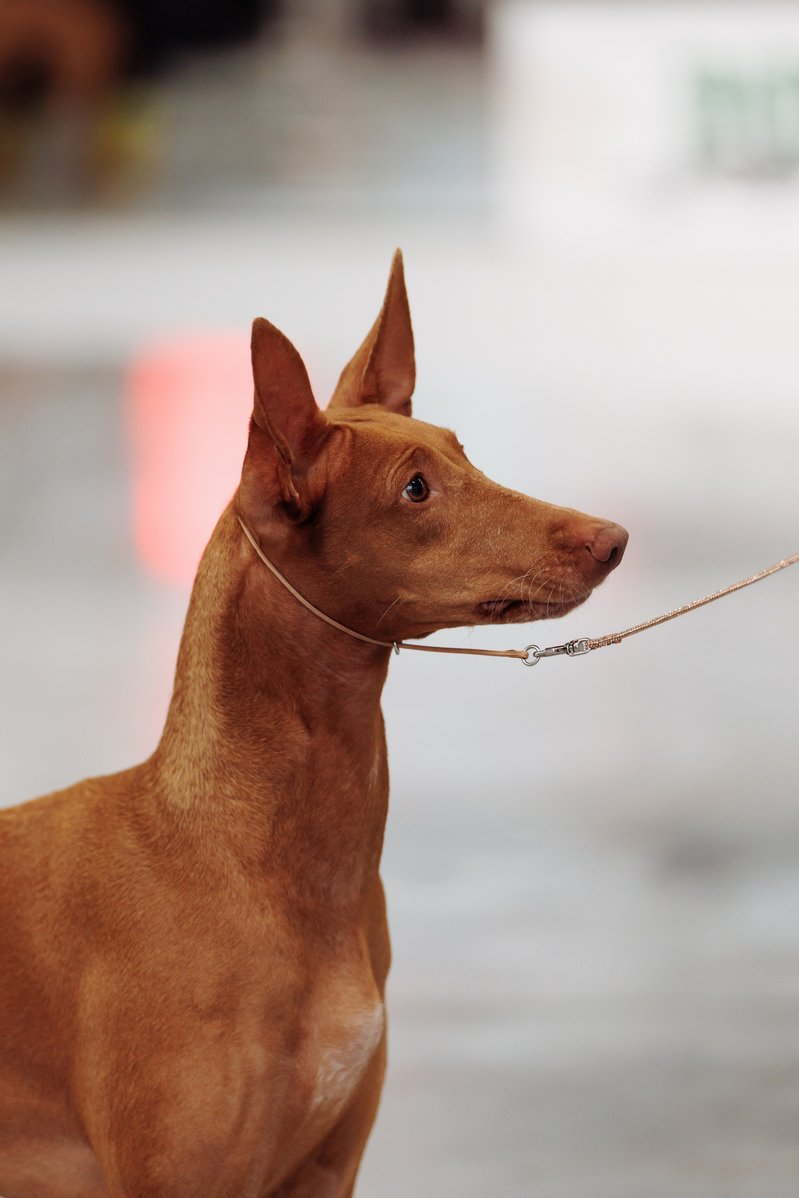 29-30.11.2025 — Казань «Зилант». Фотограф-анималист Саша Вязьмина