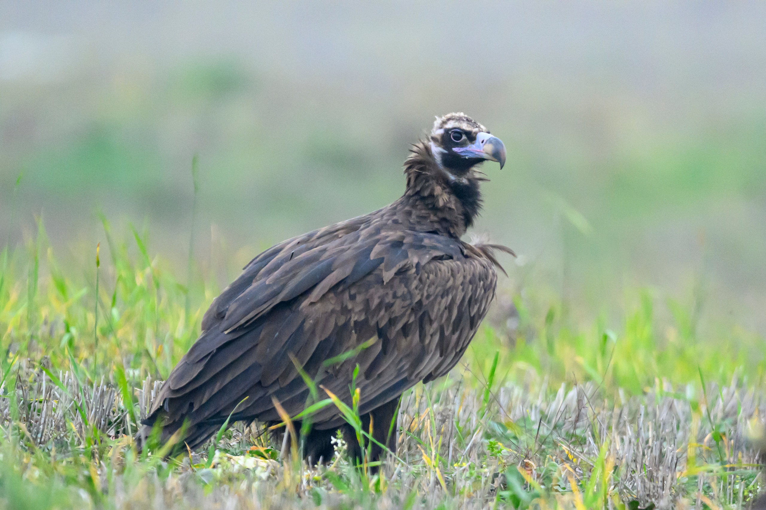 Дагестан. Ноябрь 2025. Фотограф Сергей Пупонин