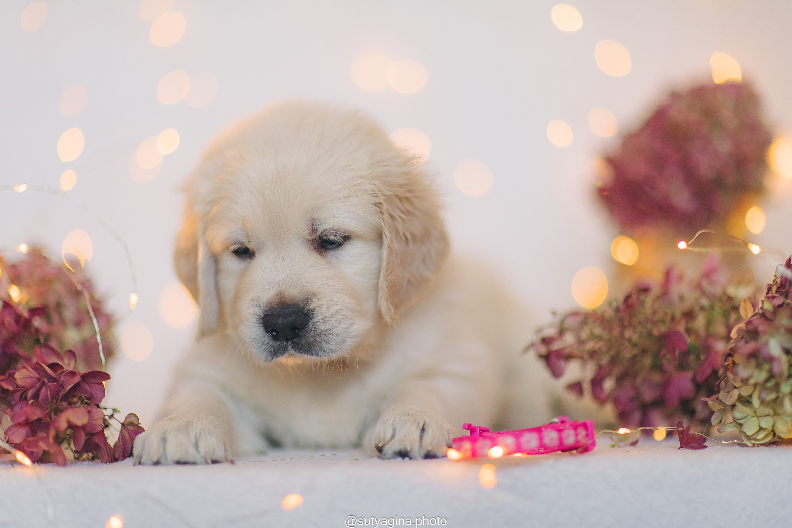 Розовый ошейник. Свадебный и женский фотограф