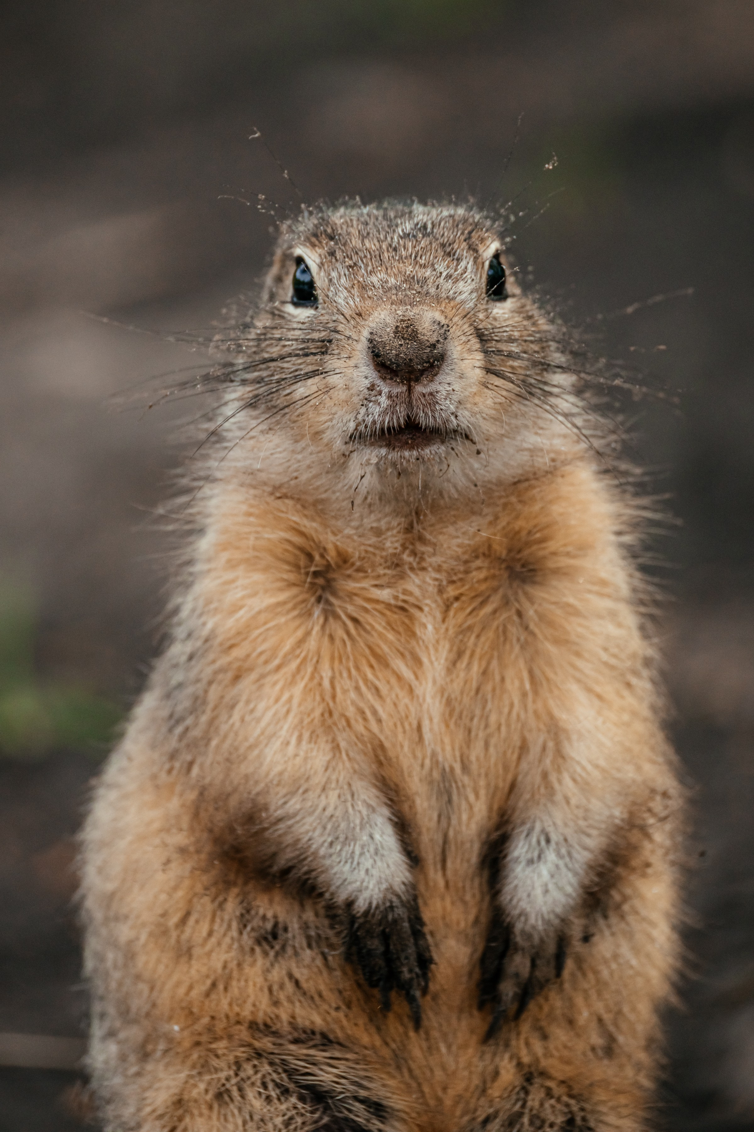 Суслики. Фотограф в Красноярске Оксана Корчагина