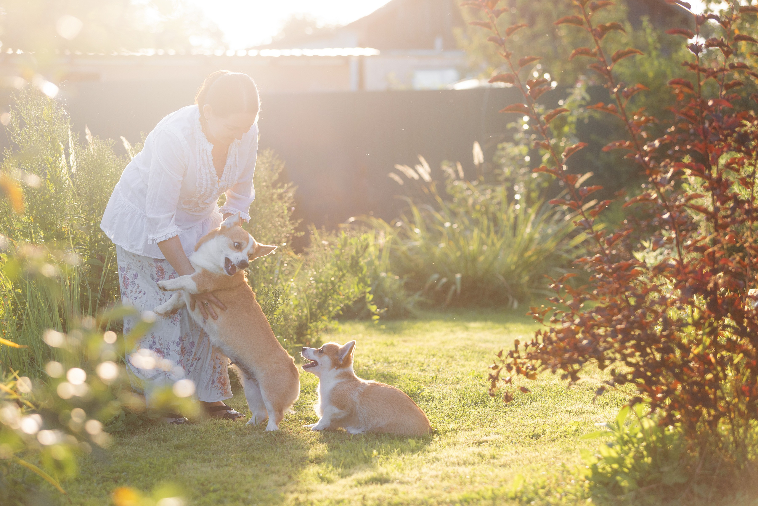 Собаки и не только. Фотограф Алена Звездина