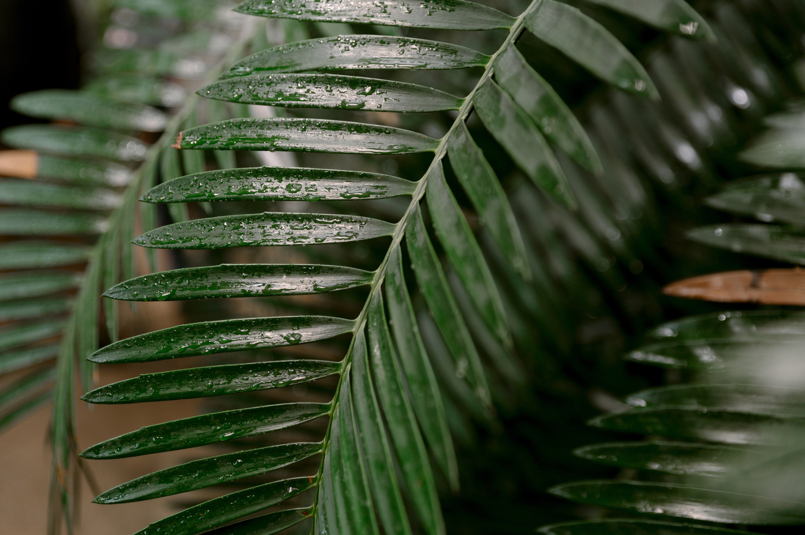 Катя + Вадим. Свадебный фотограф в Тамбове Валерий Тихов