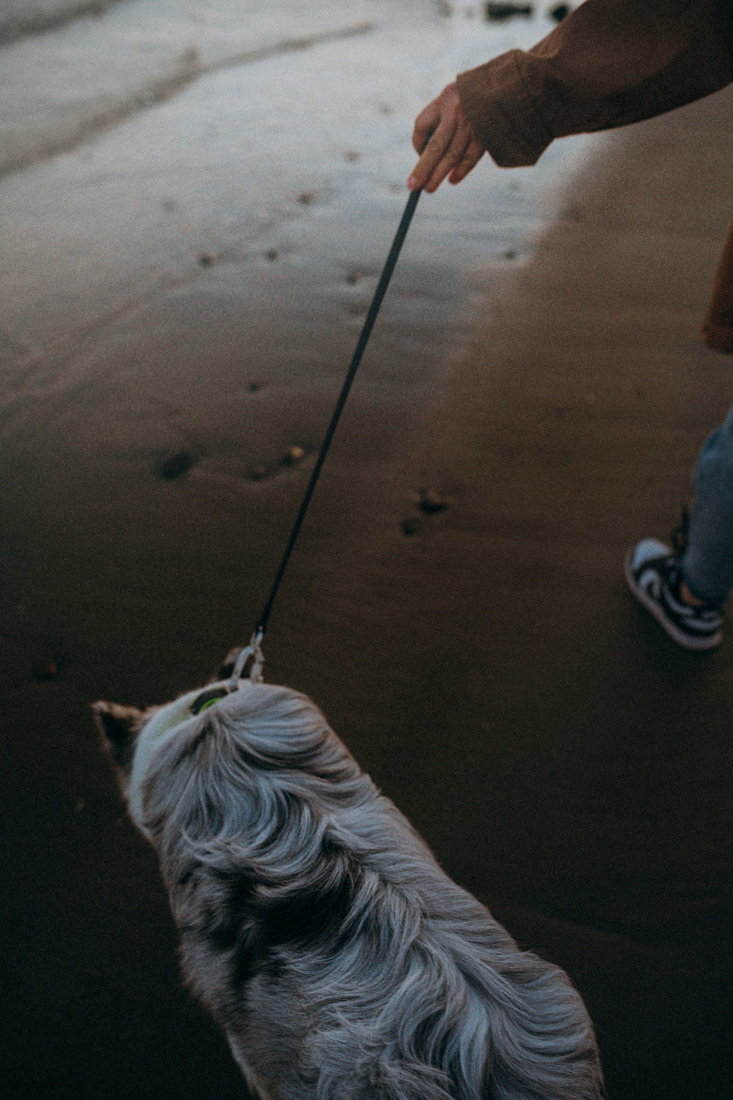 Света, Катрин и Умка. Фотограф анималист в Москве и Санкт-Петербурге Свиридова Анна