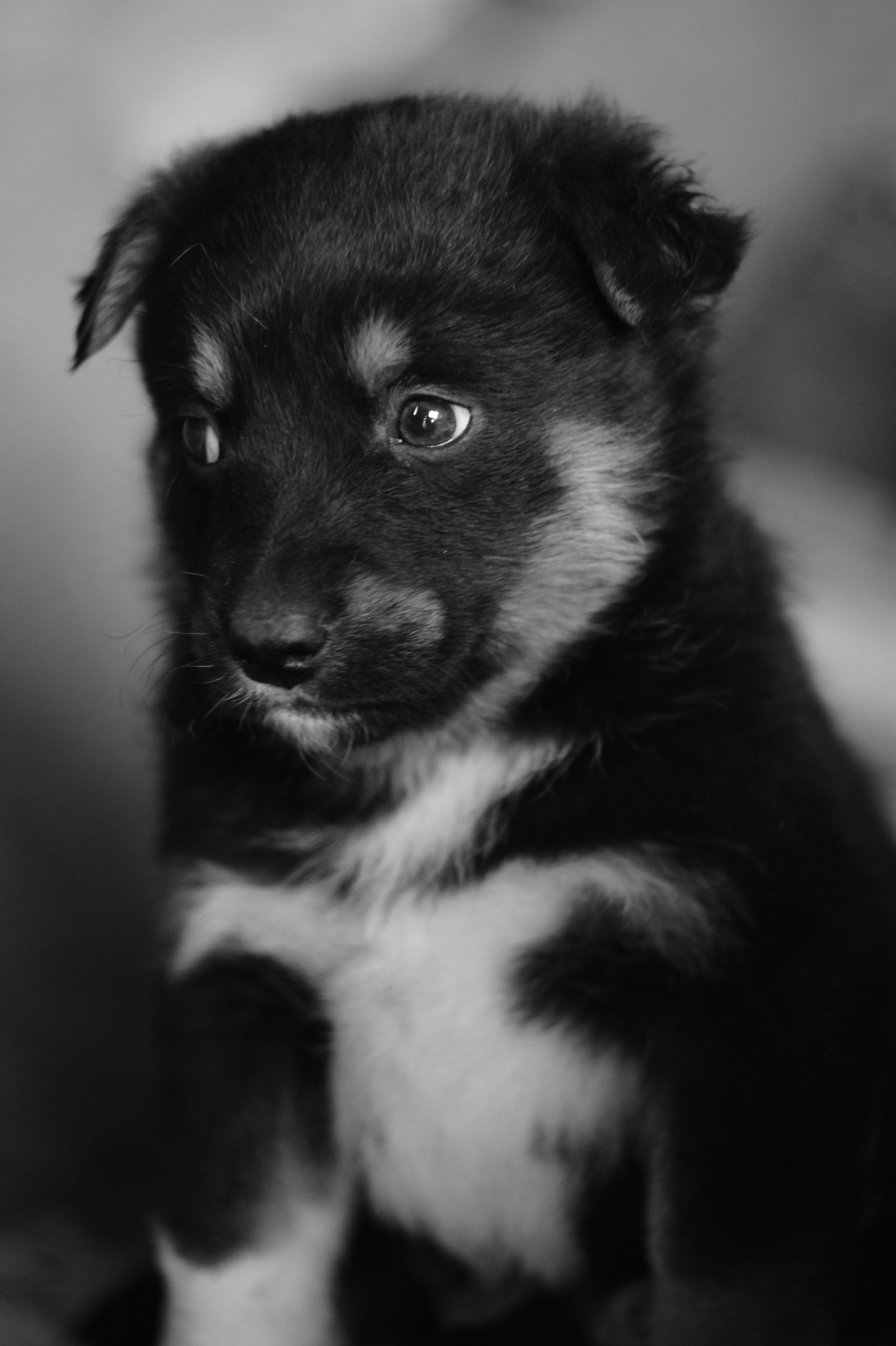 Dogs. Профессиональный фотограф