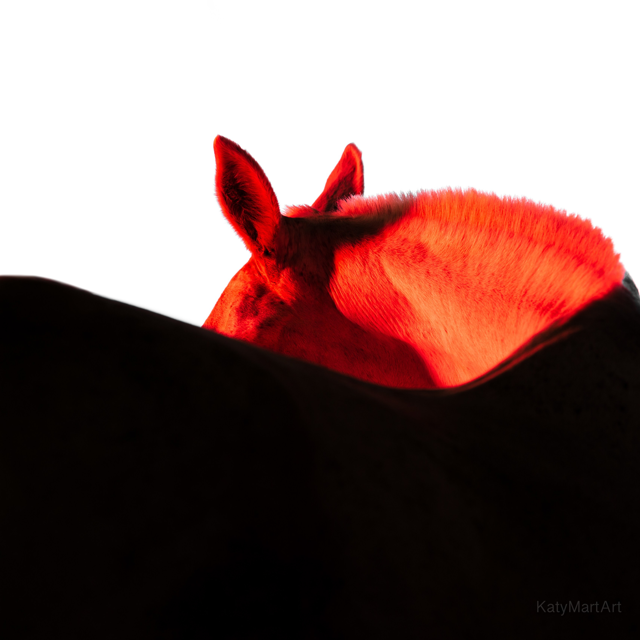 В красном. KatymartArt — Equine photography