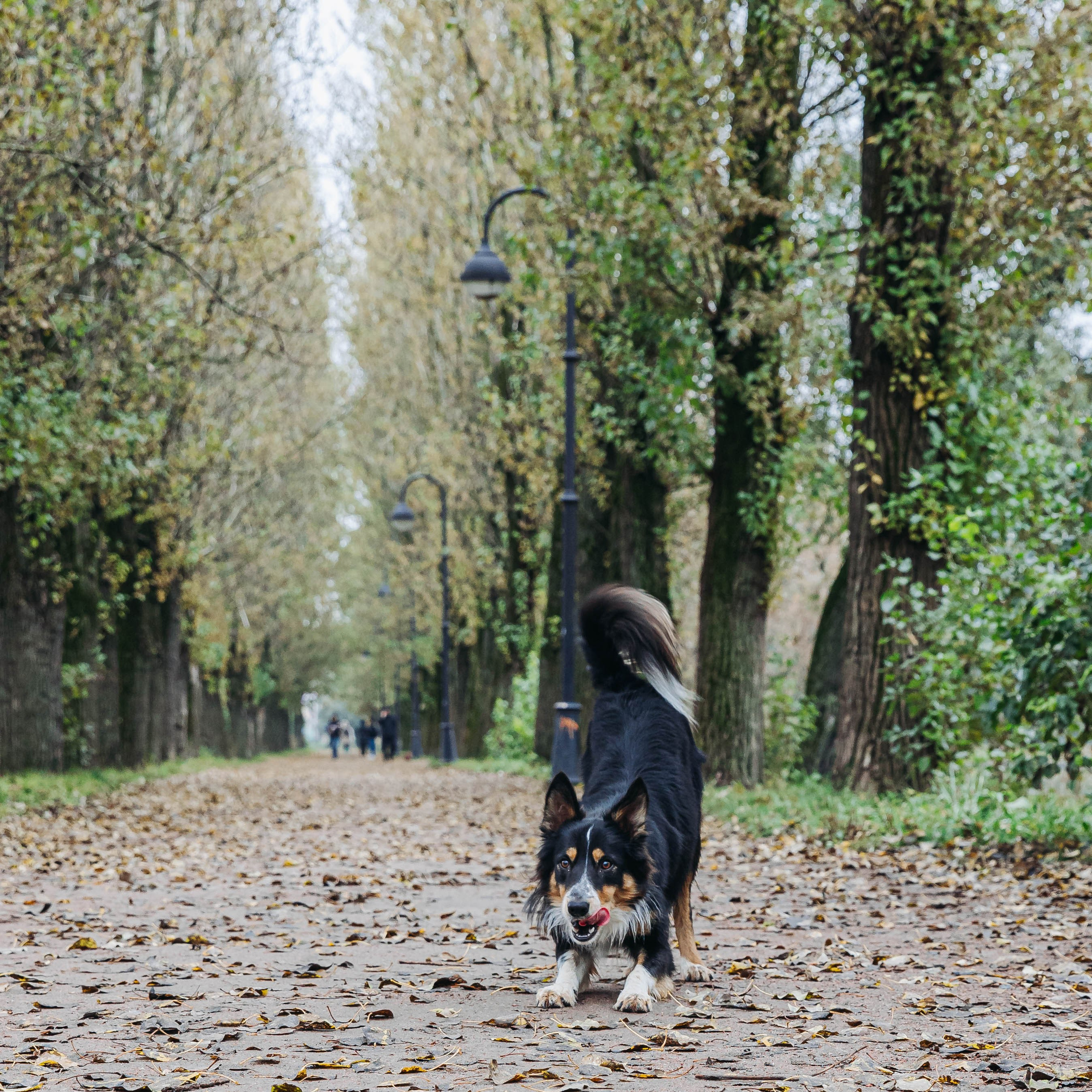 Вольт. Свадебный и семейный фотограф в Санкт-Петербурге Лолита Евстифеева