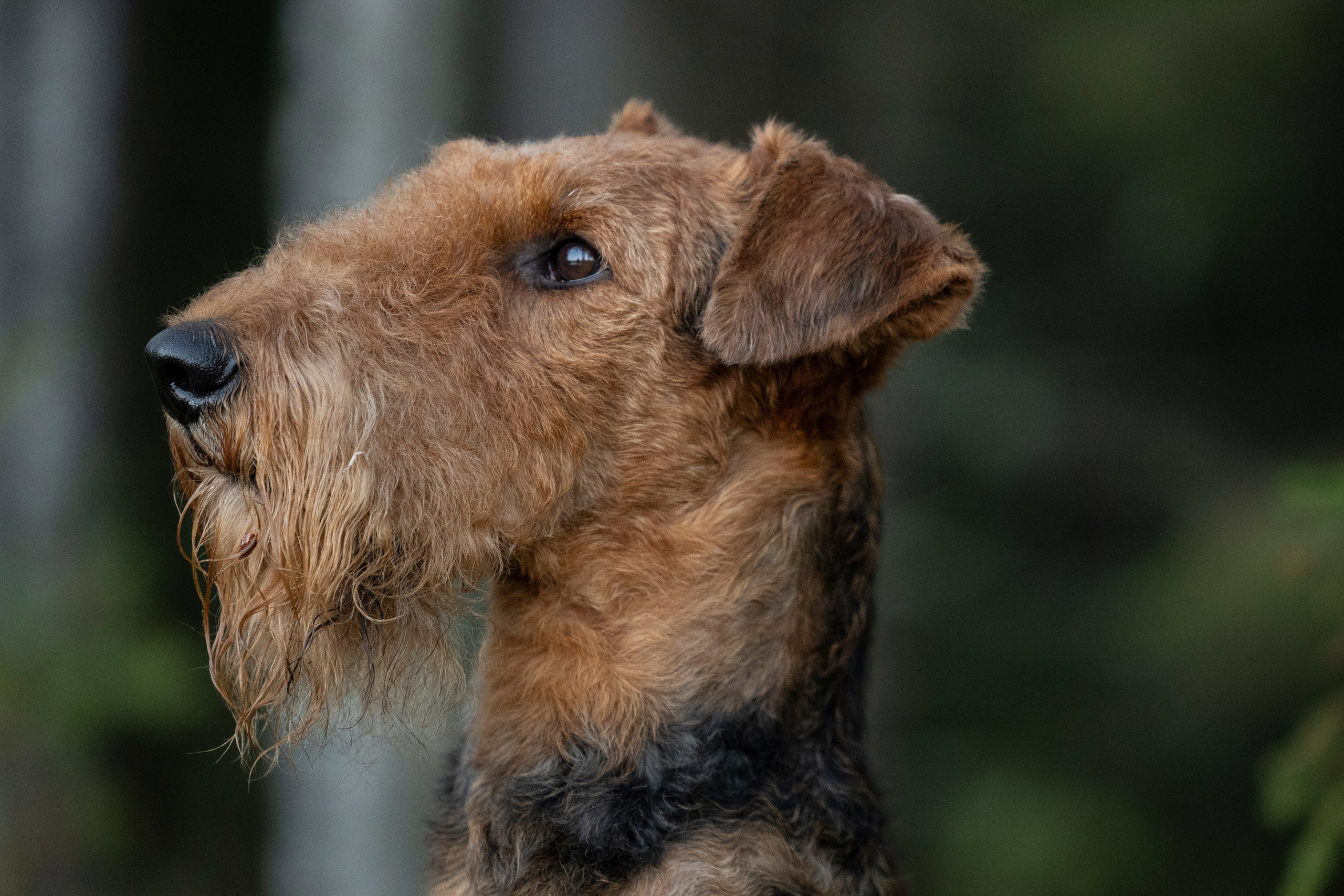 Харди. Фотограф-анималист Анна Маринич