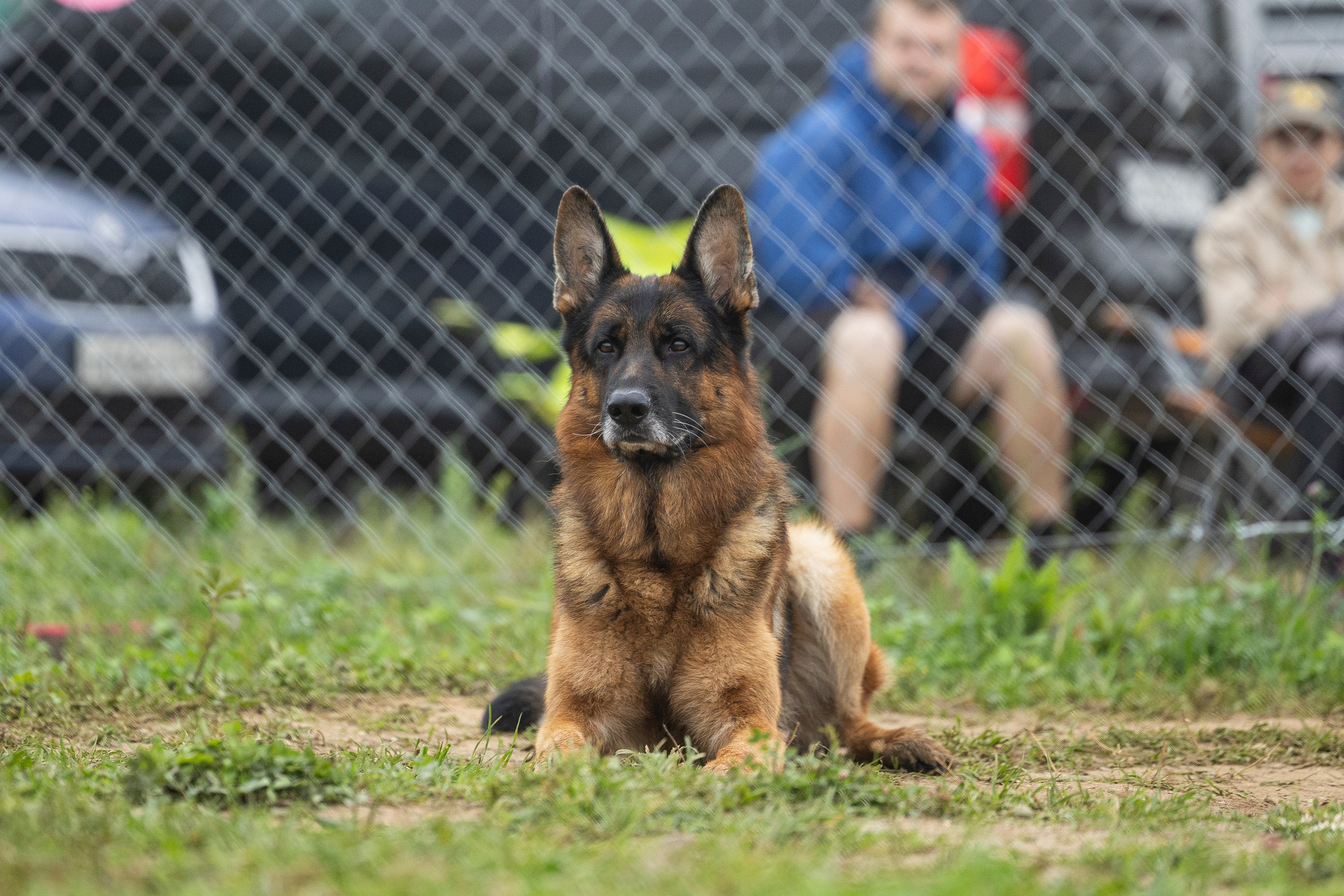 Соревнования по Мондьорингу г. Вологда 10-11.08.2024. Фотограф-анималист Анна Маринич