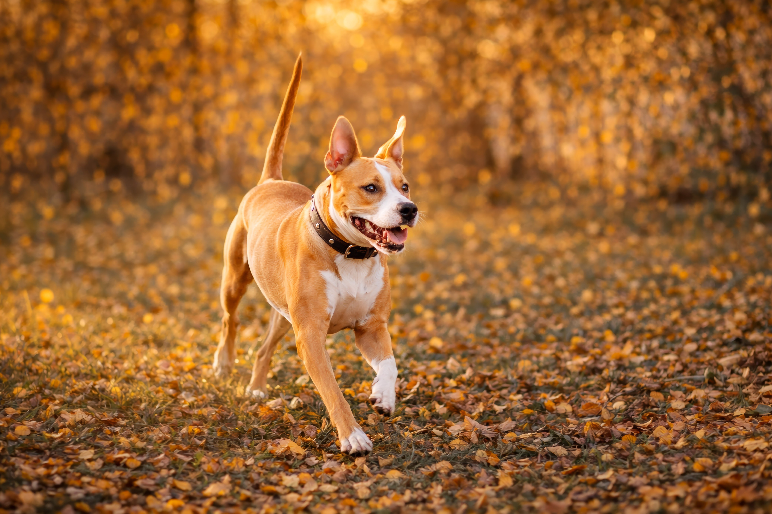 «Тёплая осень детства Арины». Семейный и детский фотограф в Москве Юлия