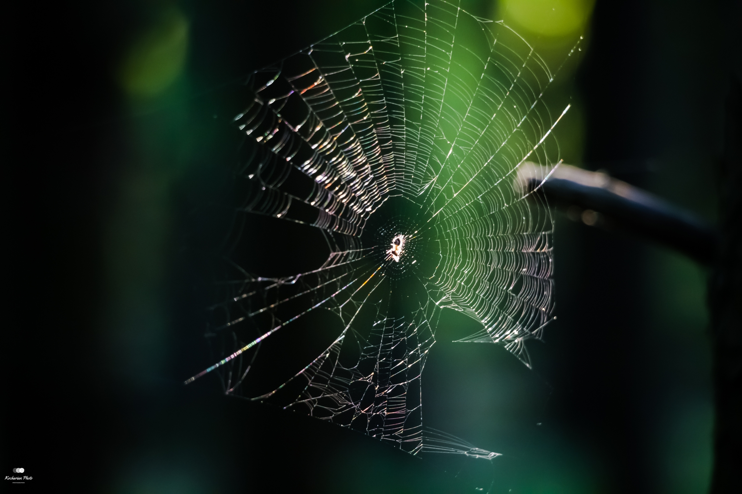 Макросъемка. Photographer K.A.D