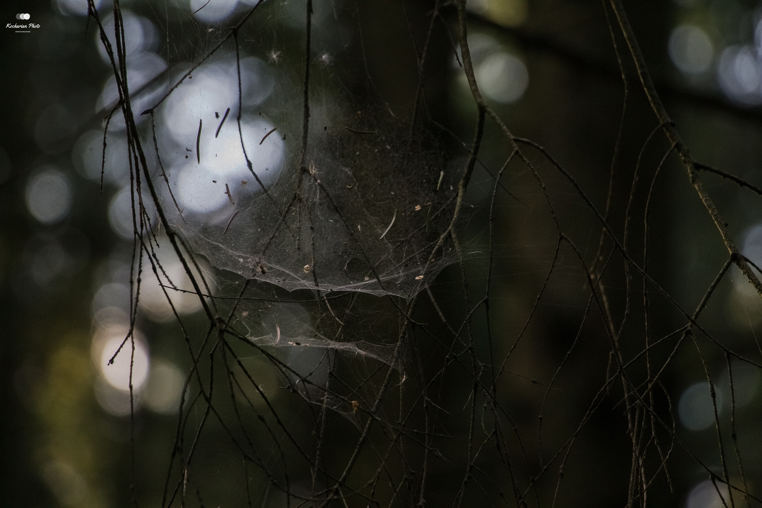 Макросъемка. Photographer K.A.D