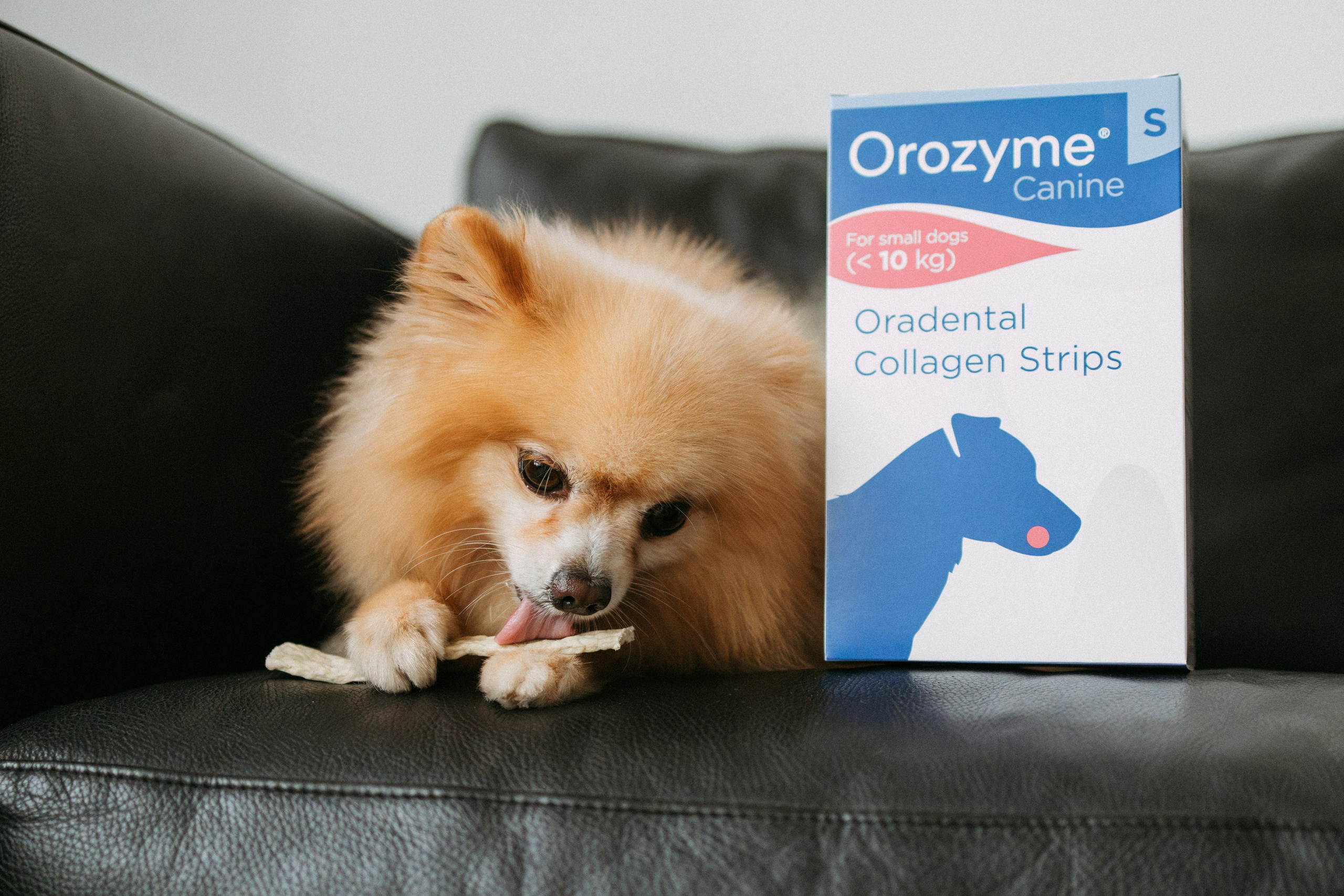 Orozyme&Emmiepet. Фотораф — анималист Мария Шистка