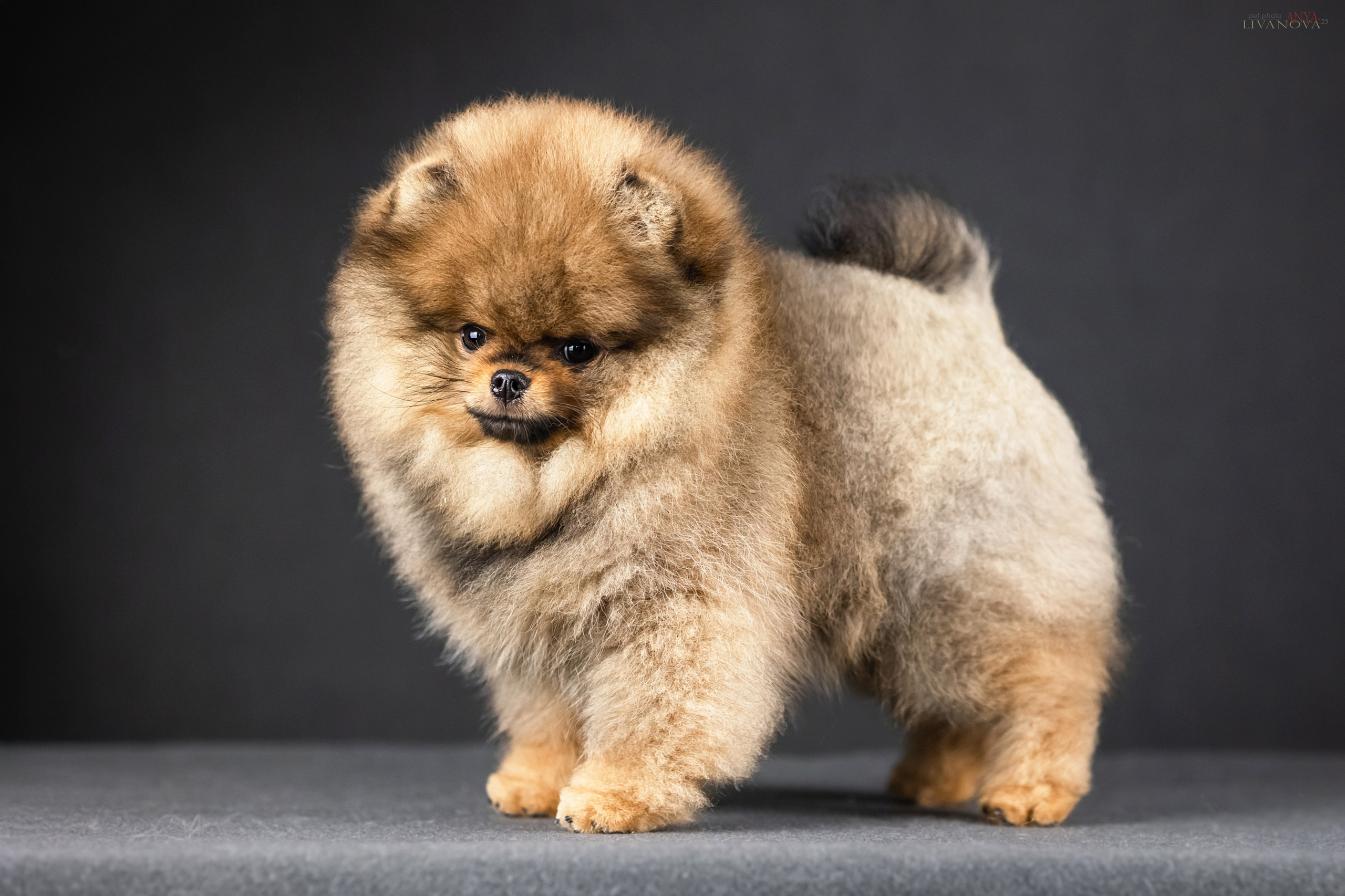 Шпицы. Фотограф анималист Аня Ливанова | Рыбинск