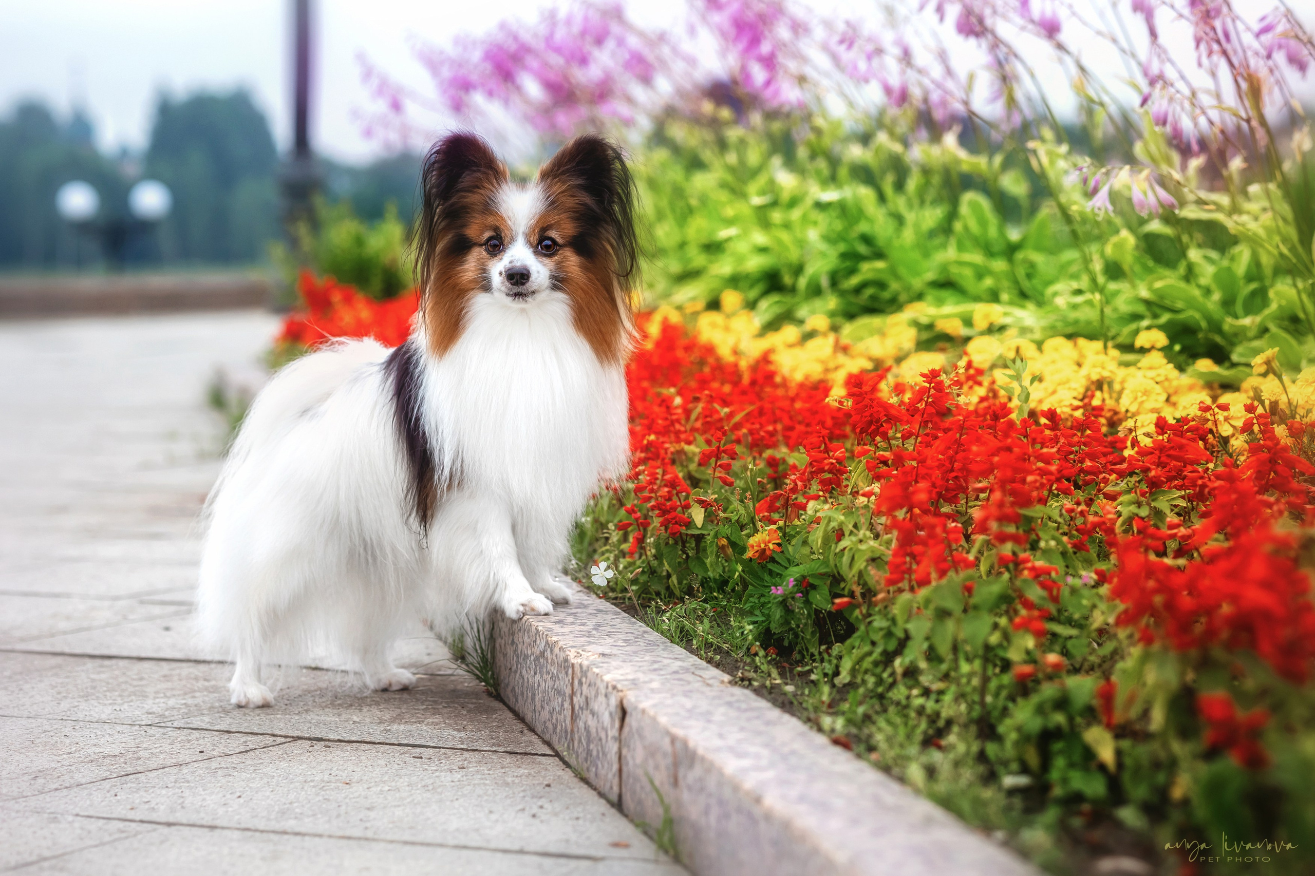 Елена и папийоны. Фотограф анималист Аня Ливанова | Рыбинск