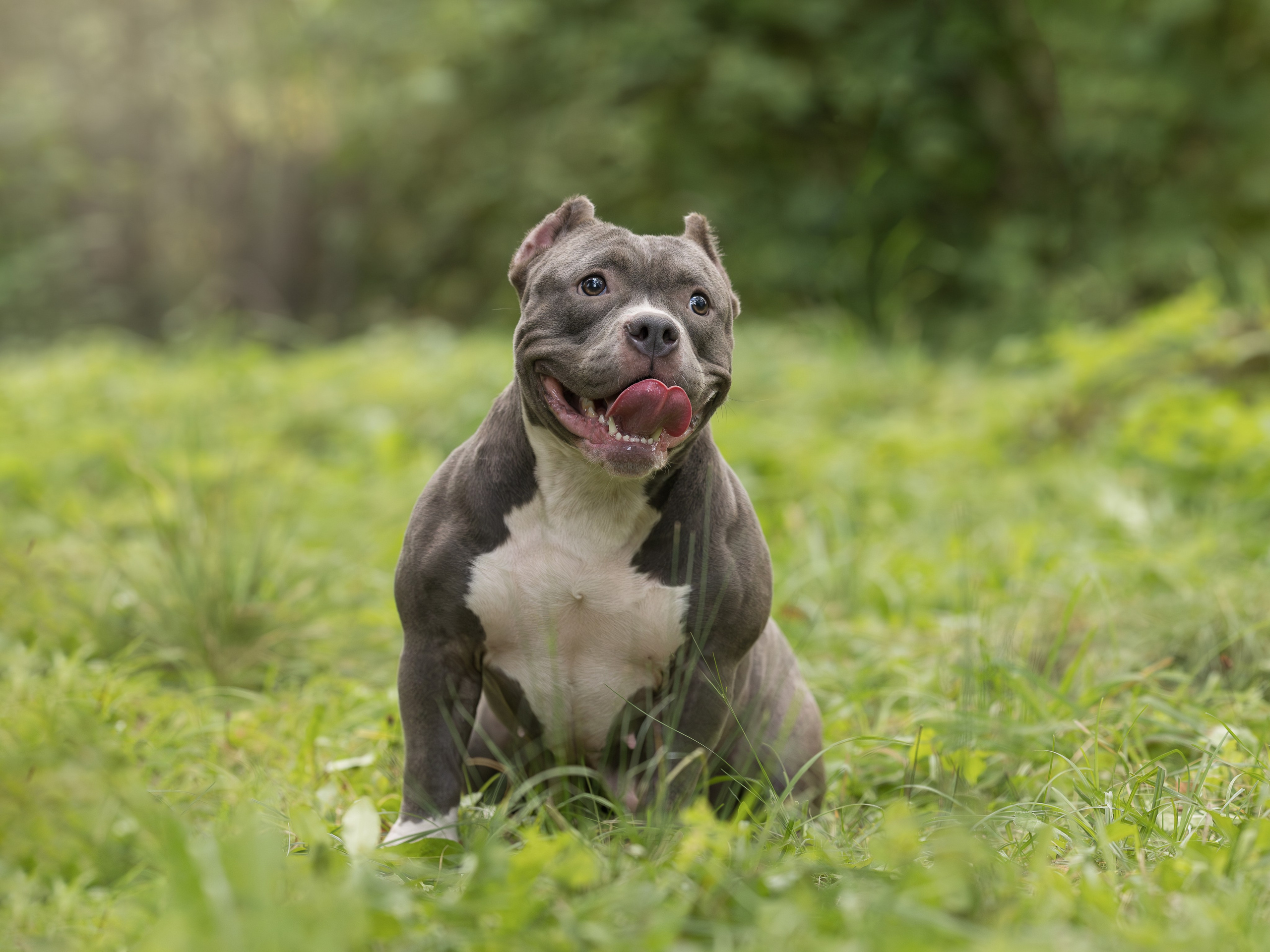 Американские булли осенью. Фотограф-анималист в Москве, МО и Владимире