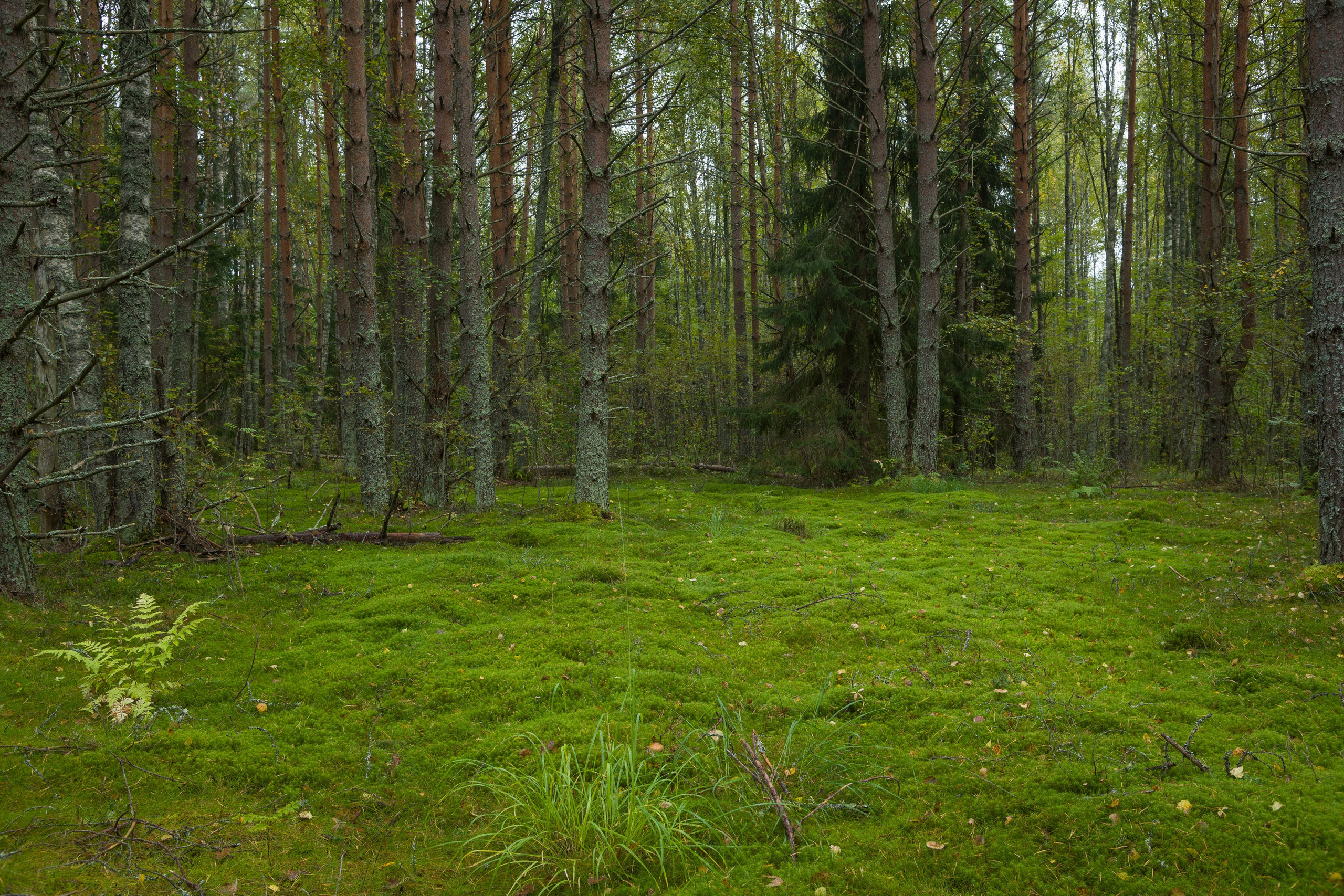Работа и отдых. Северные Ночи